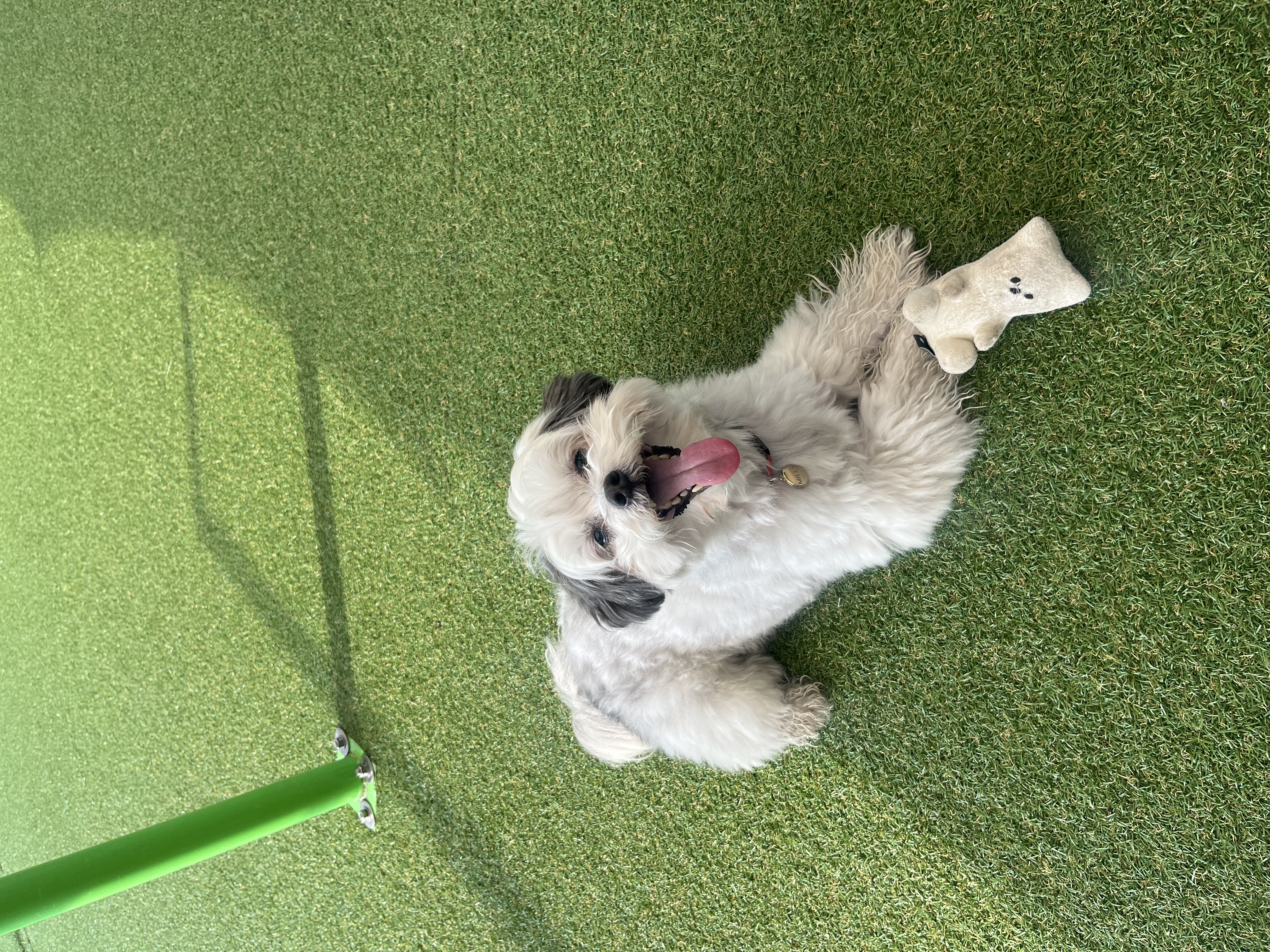 밀리(구 비뭉이) 입양 2주년 후기