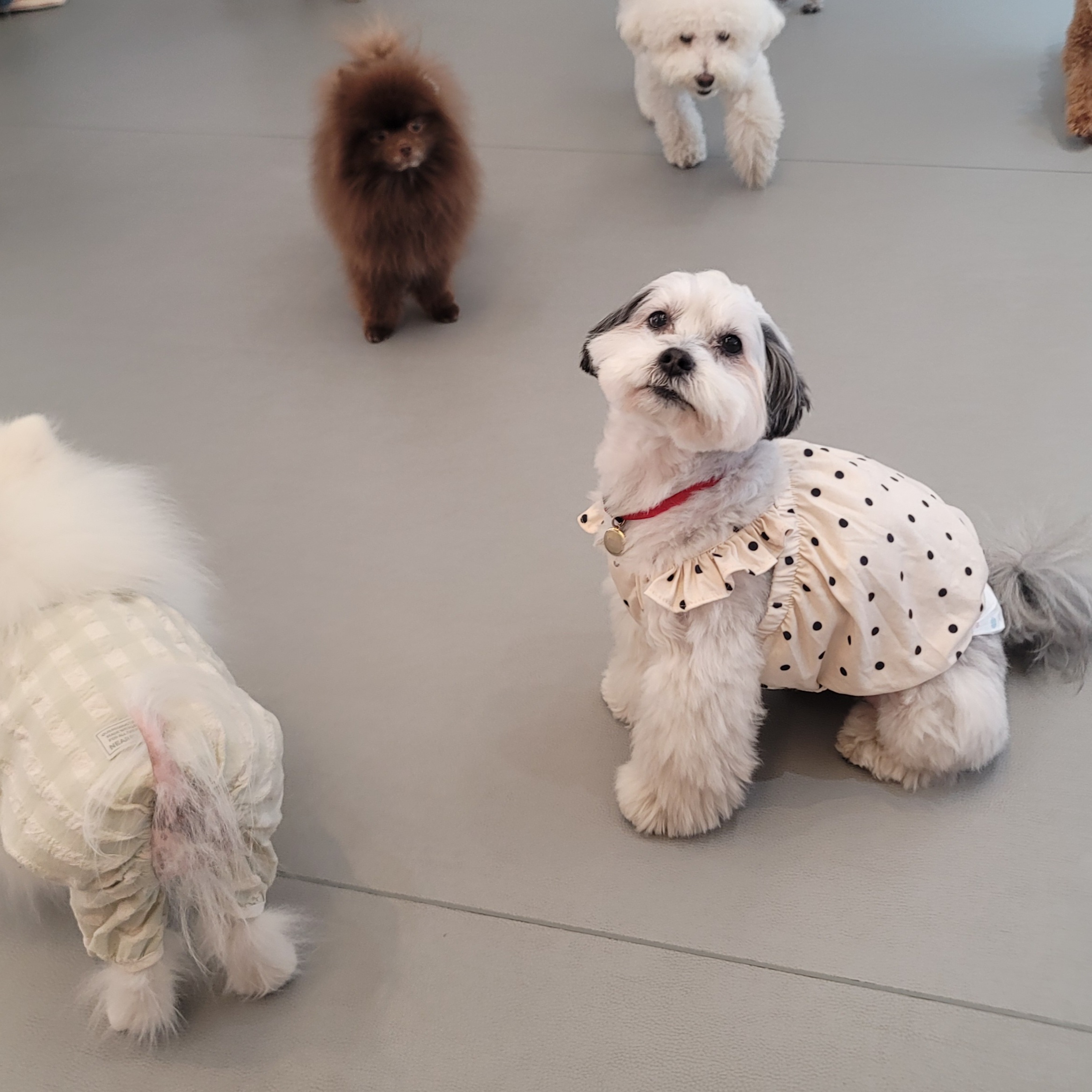 밀리(구 비뭉이) 입양 2주년 후기