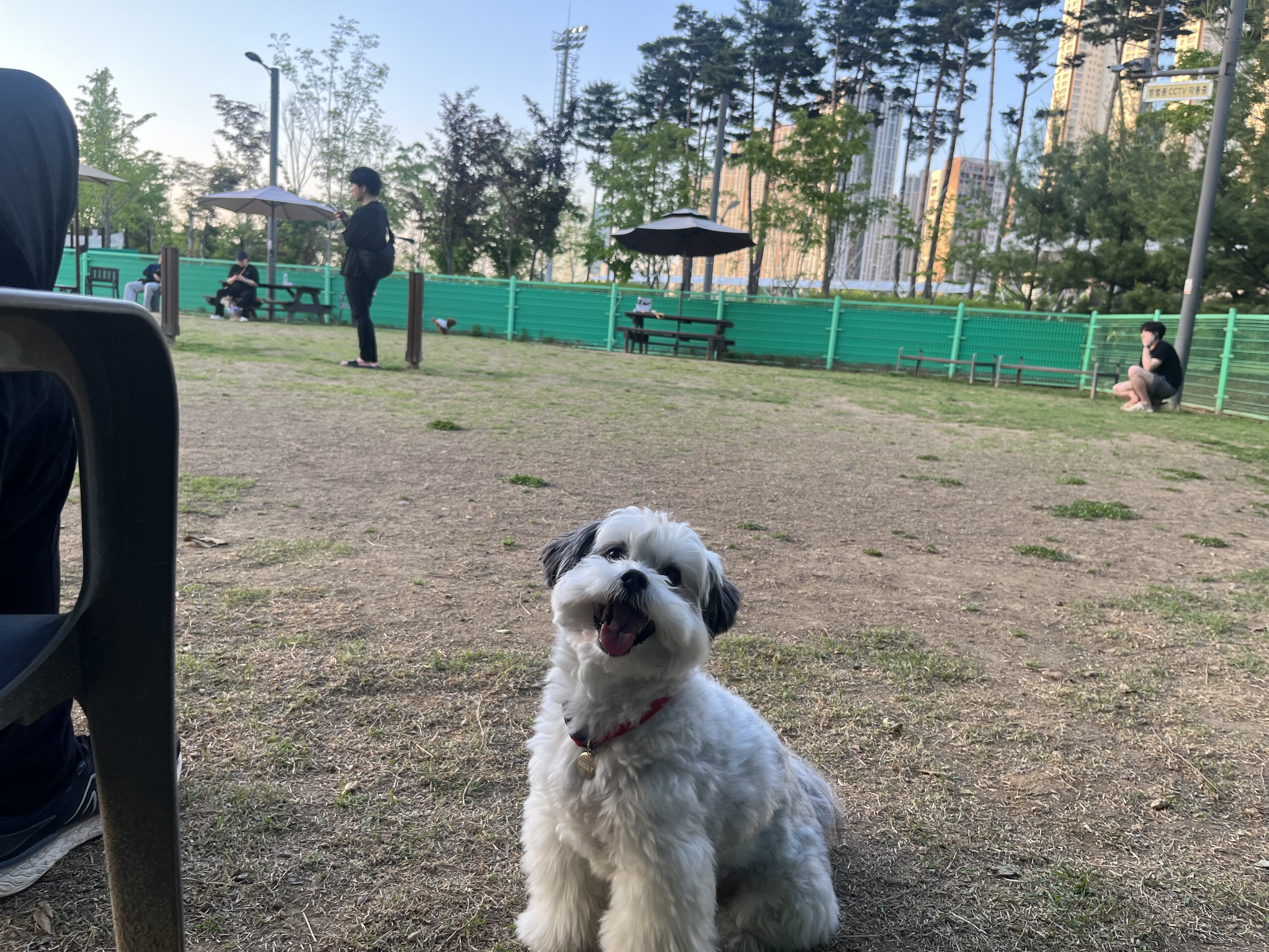 밀리(구 비뭉이) 입양 2주년 후기