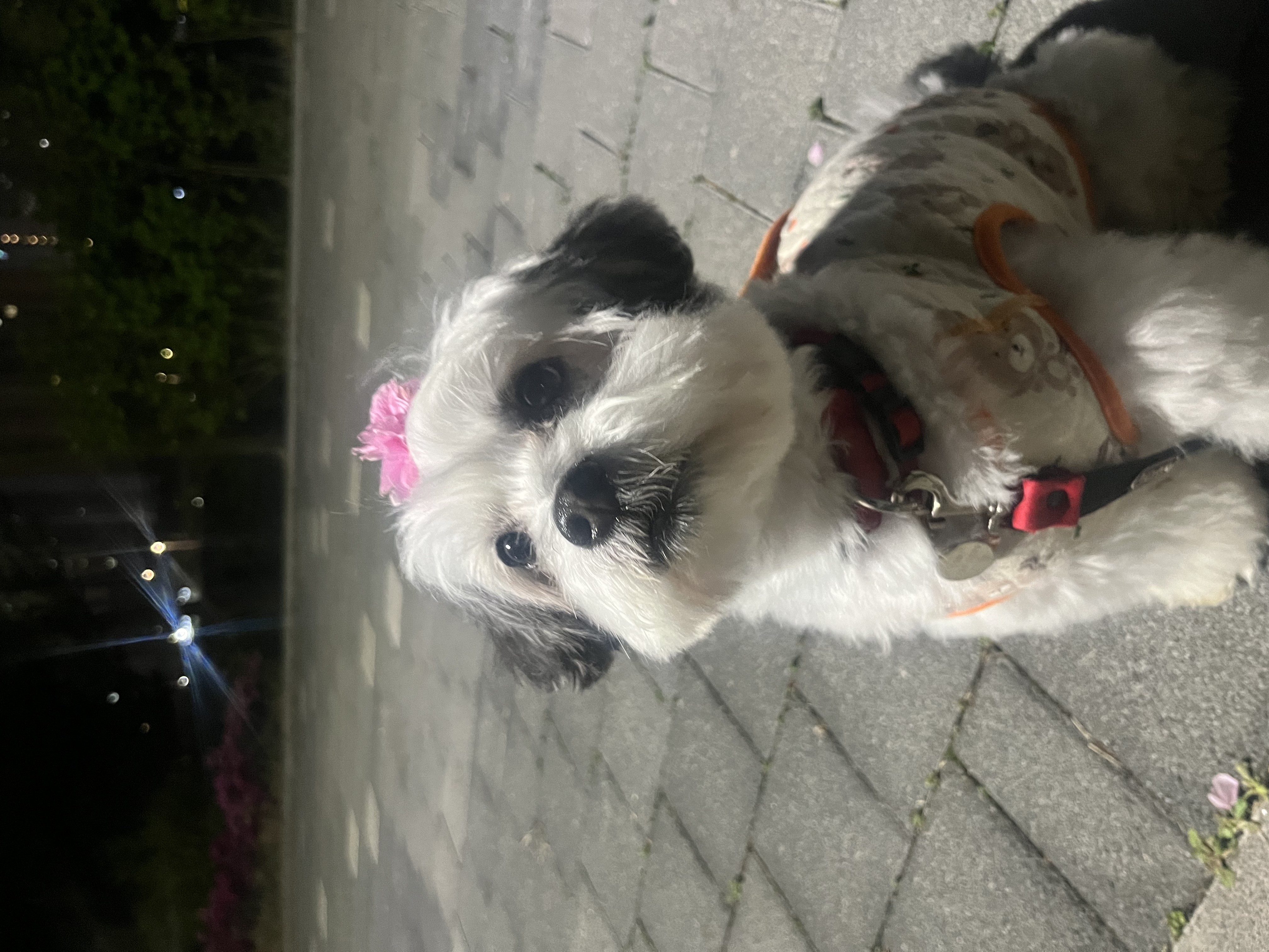 밀리(구 비뭉이) 입양 2주년 후기