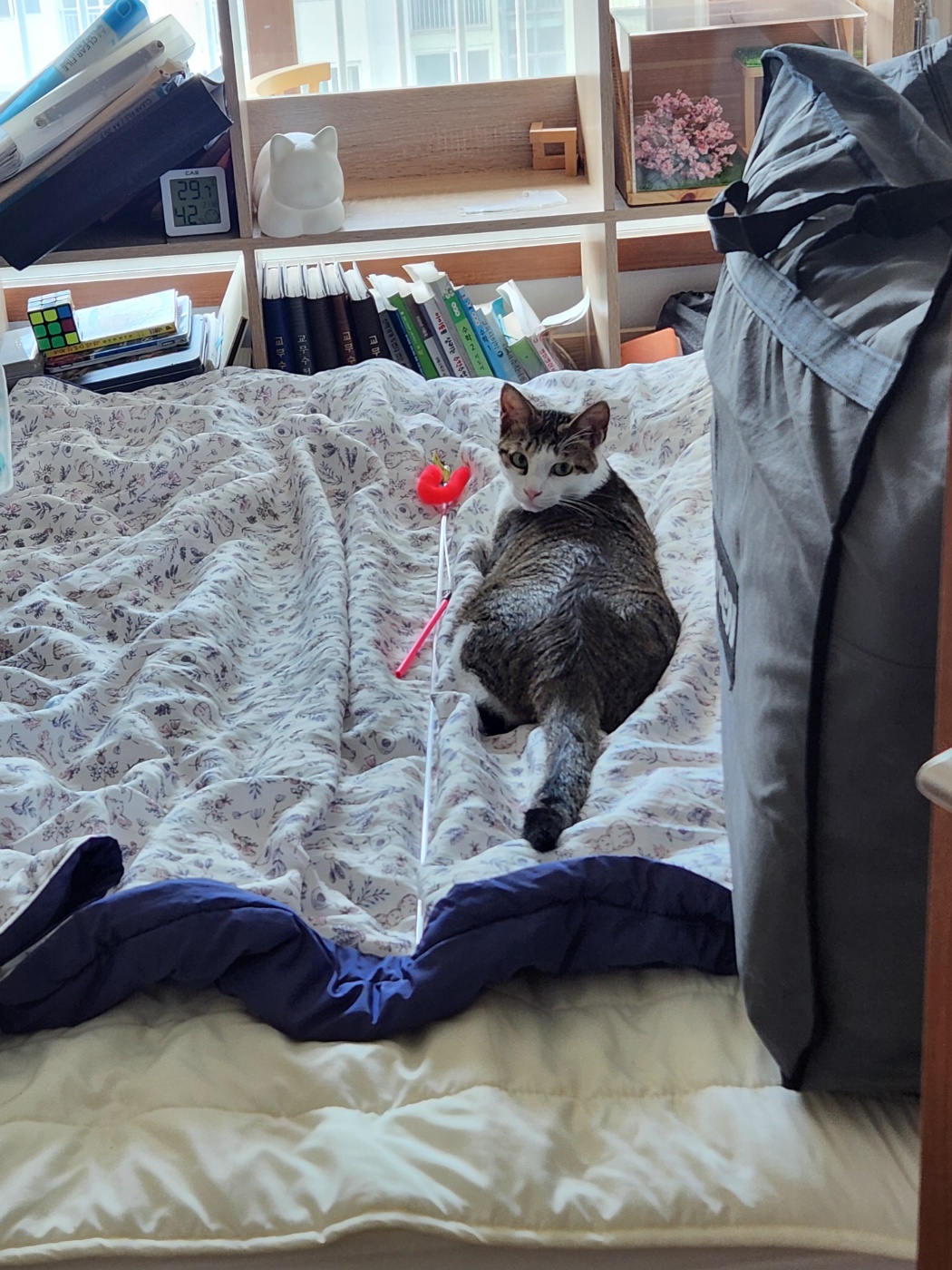 둘째 하모 5일근황!!