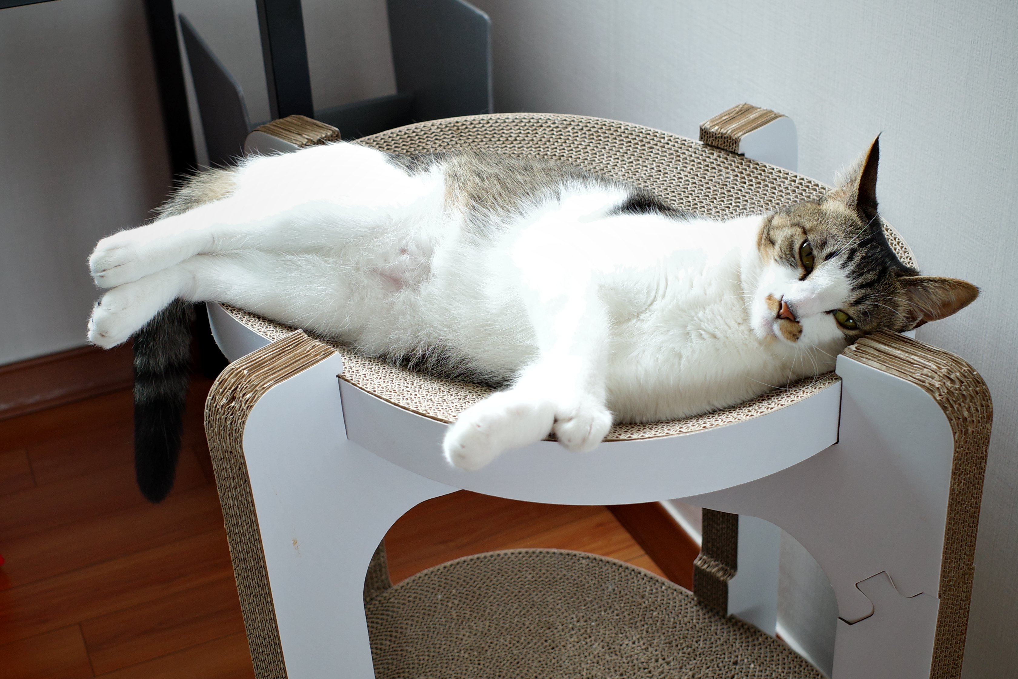 꼬무와 가족이 된지 어느새 1년