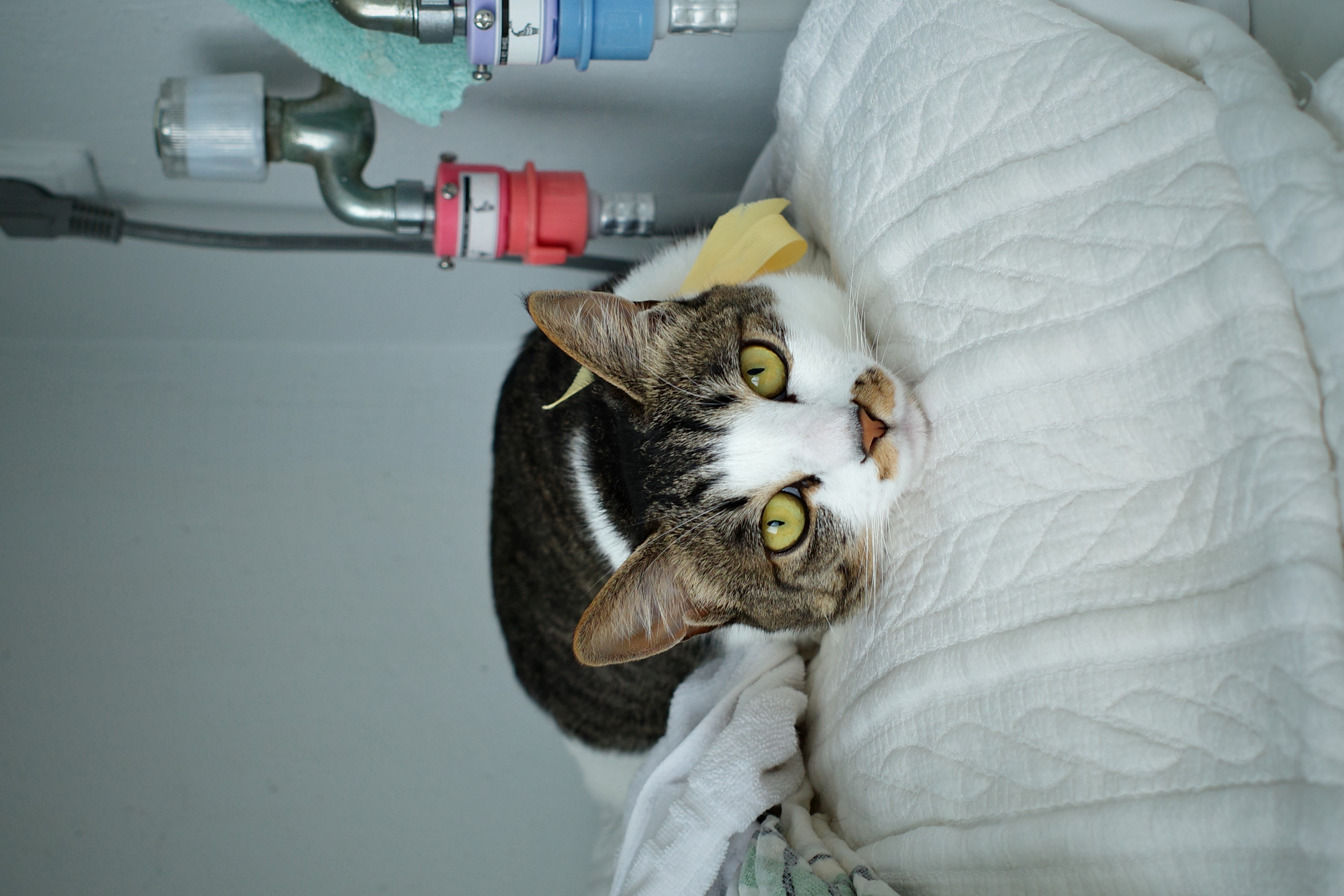 꼬무와 가족이 된지 어느새 1년