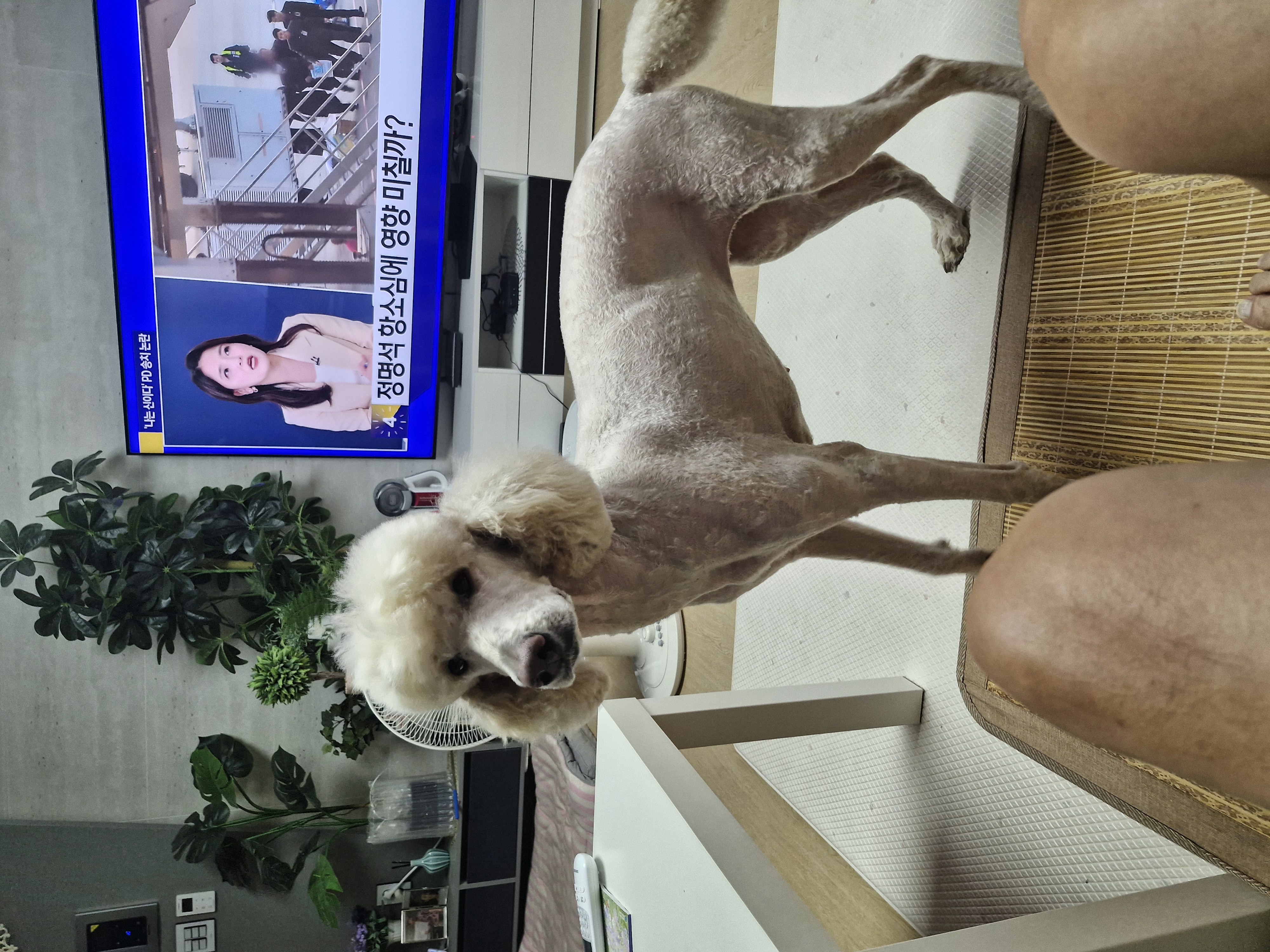 더위 벗어난 푸디