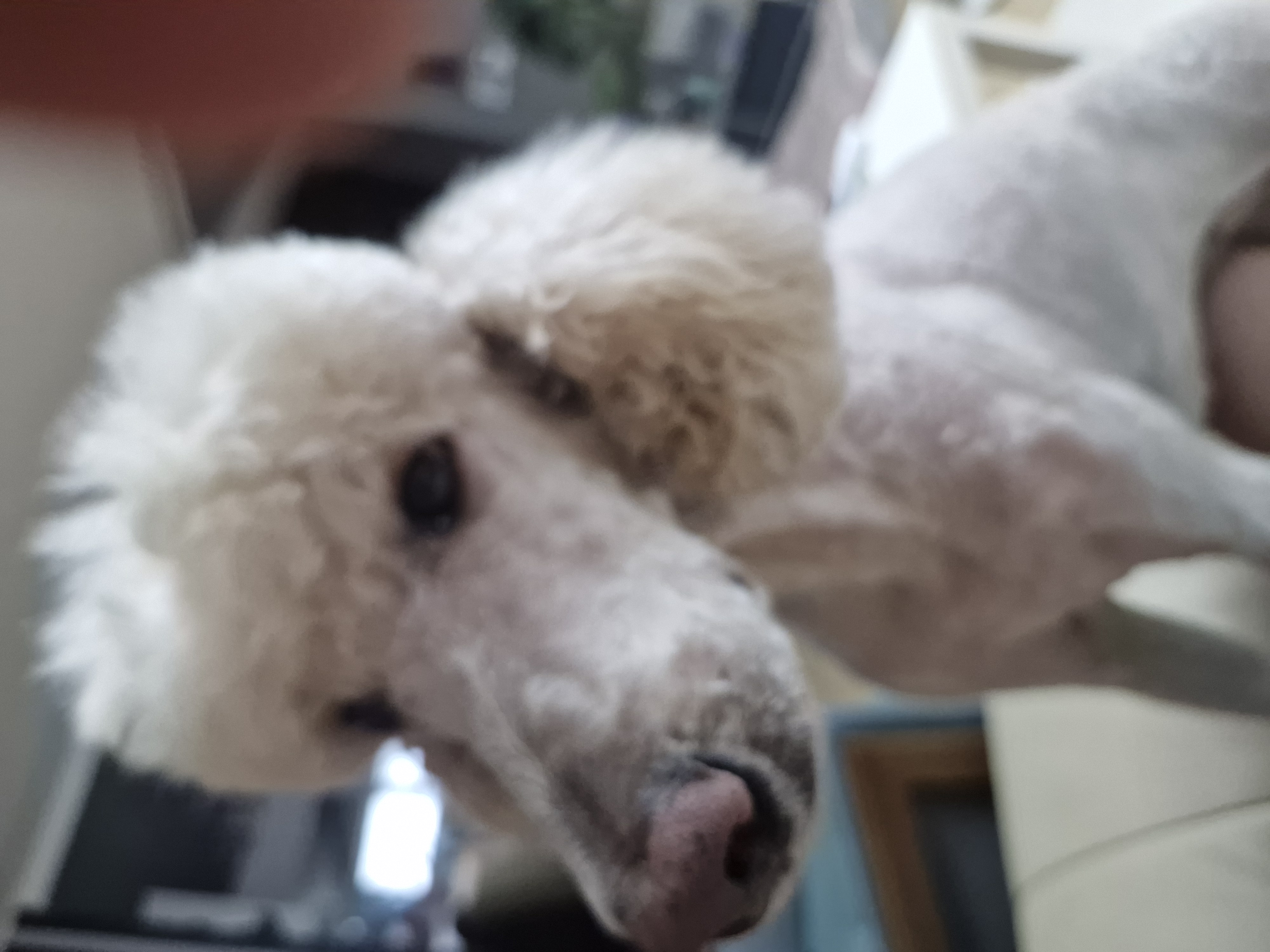 더위 벗어난 푸디