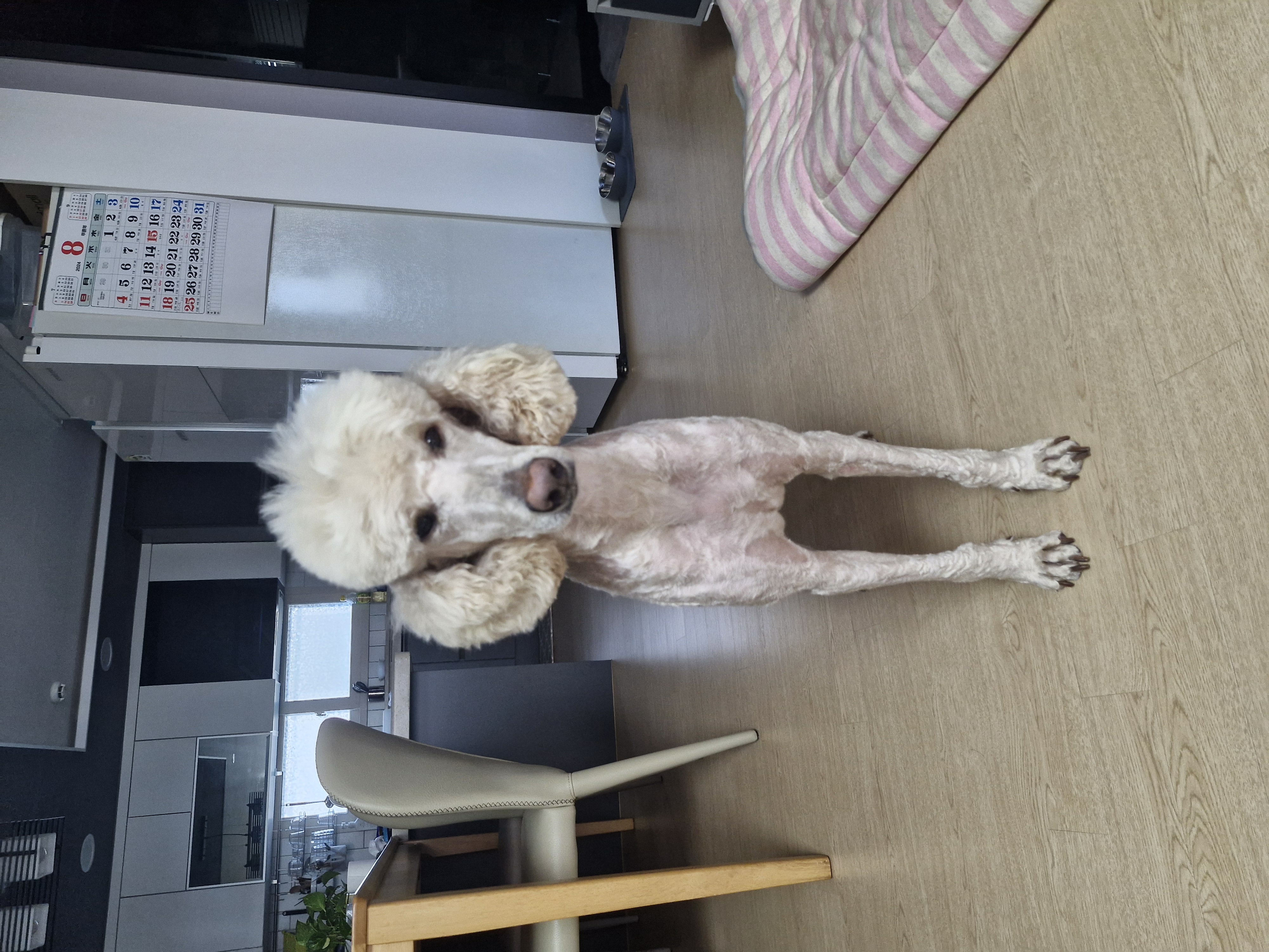 더위 벗어난 푸디