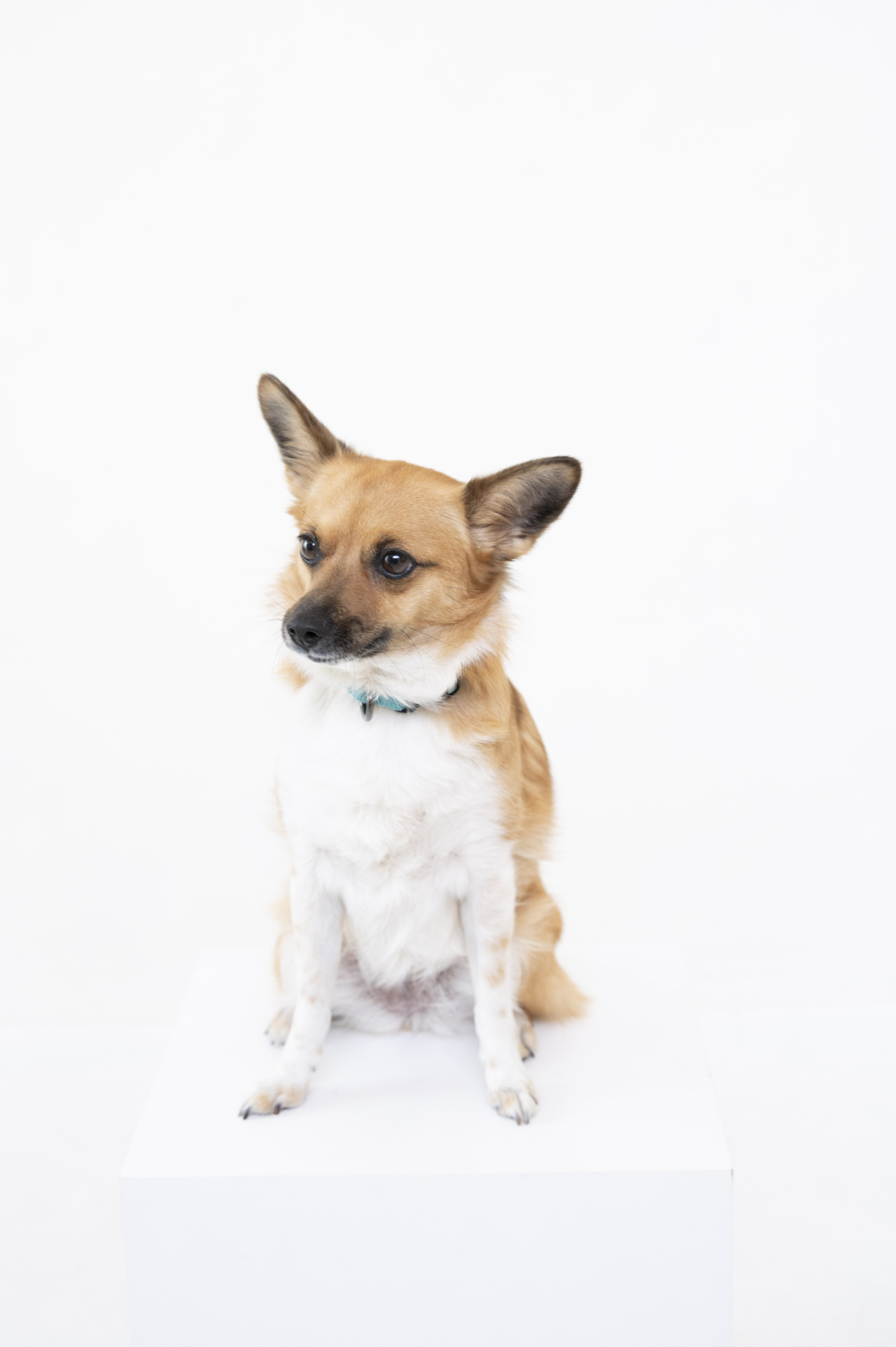 보나(은일이) 입양 4주년!!!!!!!