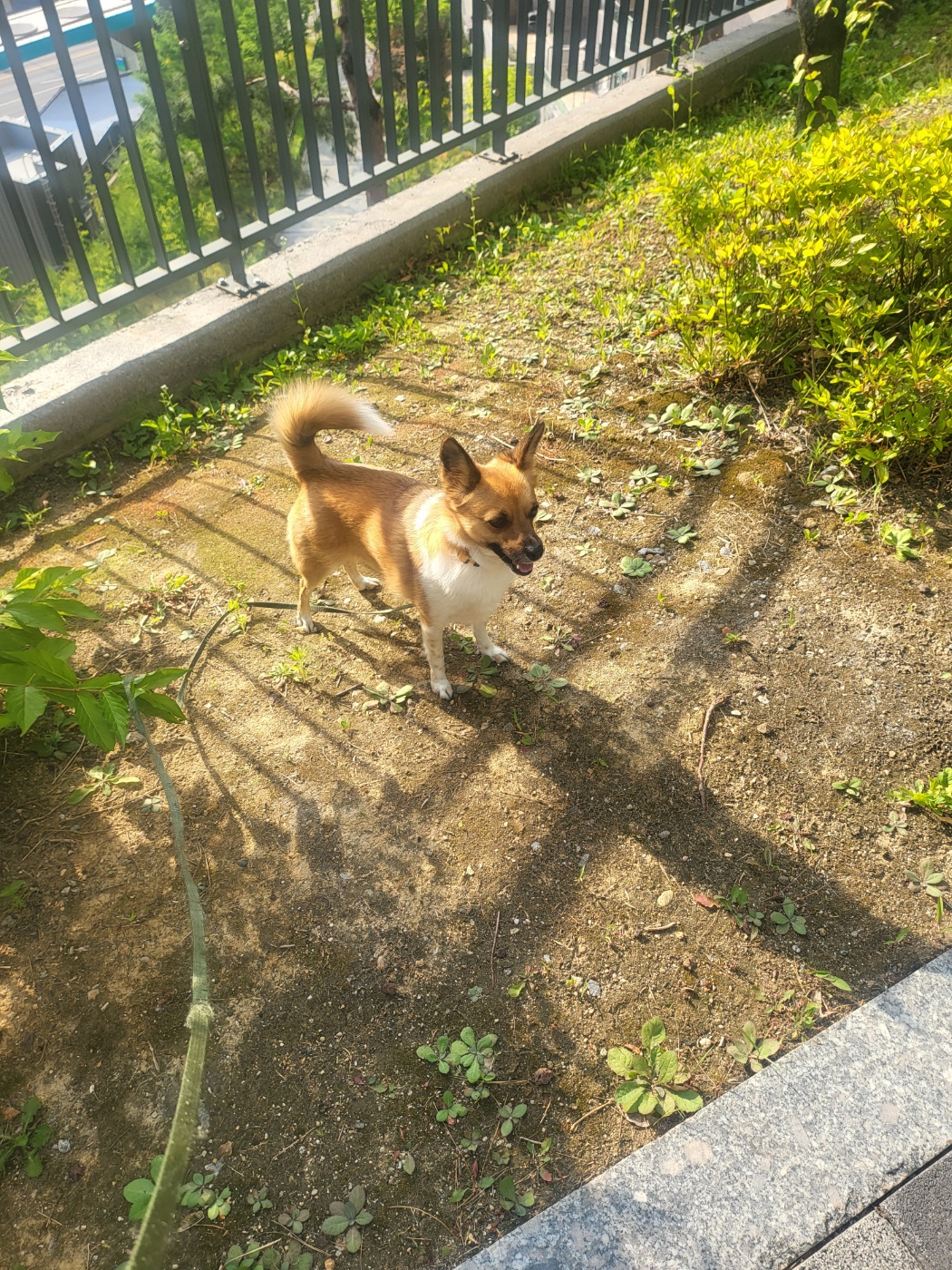 보나(은일이) 입양 4주년!!!!!!!