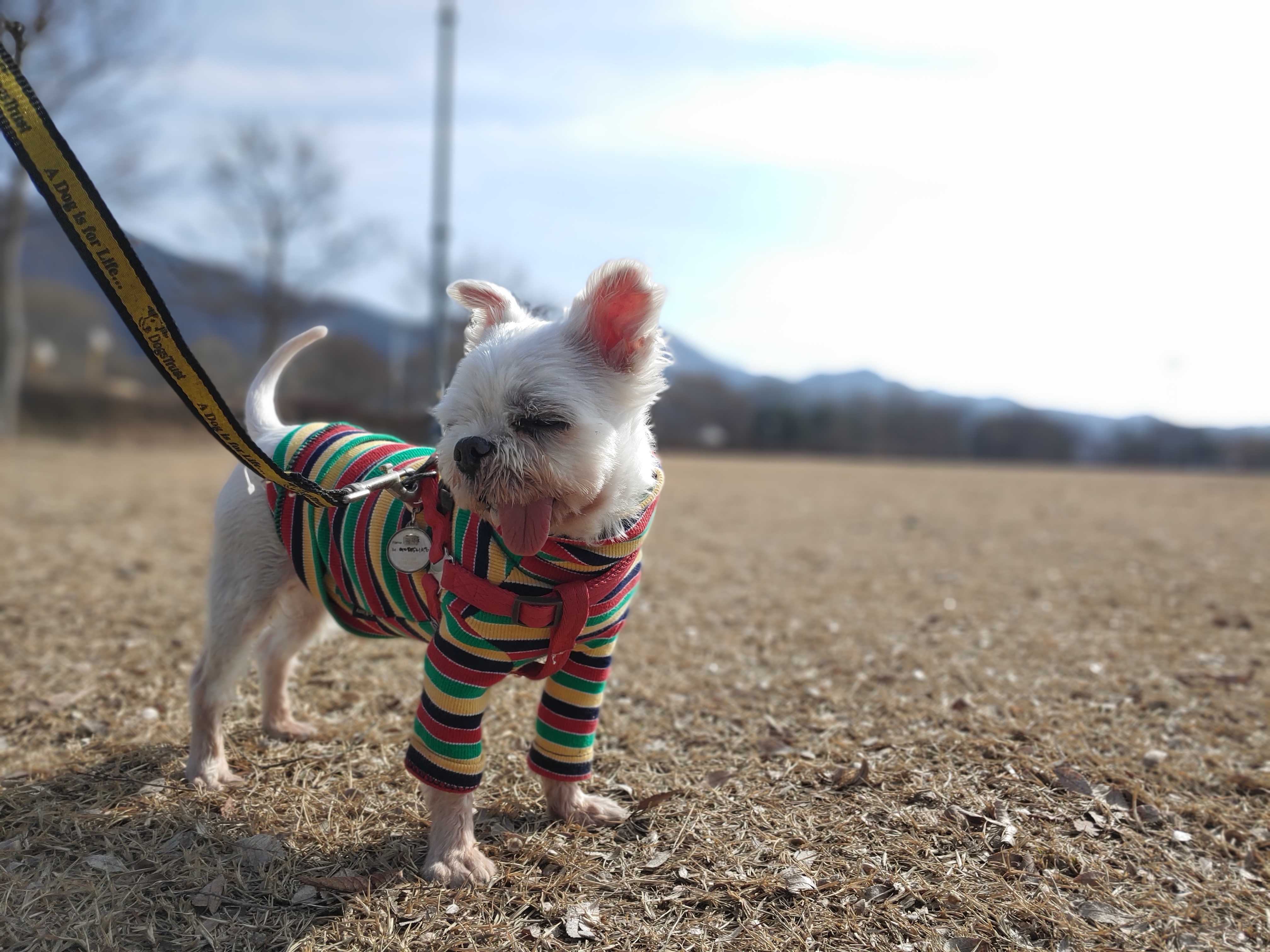 바토는 올해도 잘 지내고 있어요