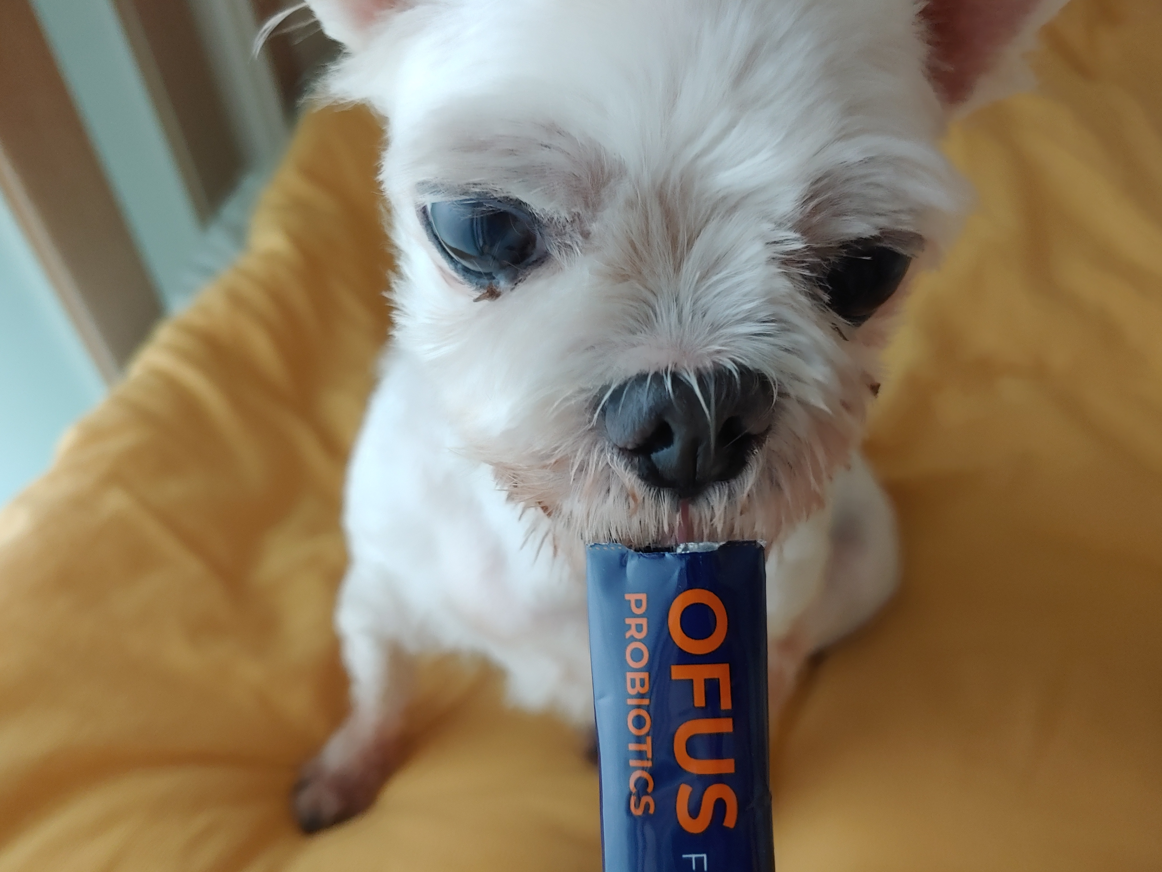 바토는 올해도 잘 지내고 있어요