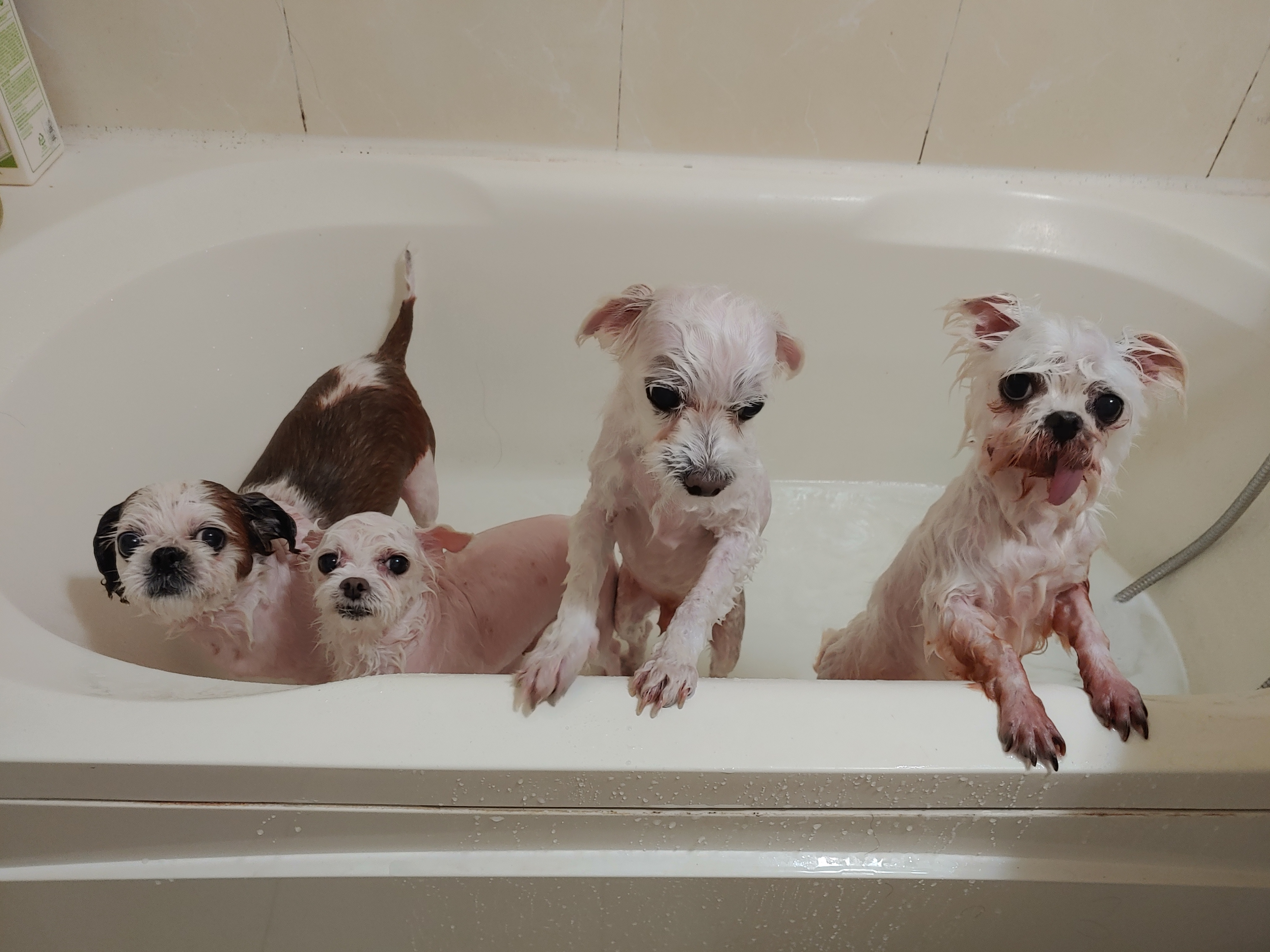 바토는 올해도 잘 지내고 있어요