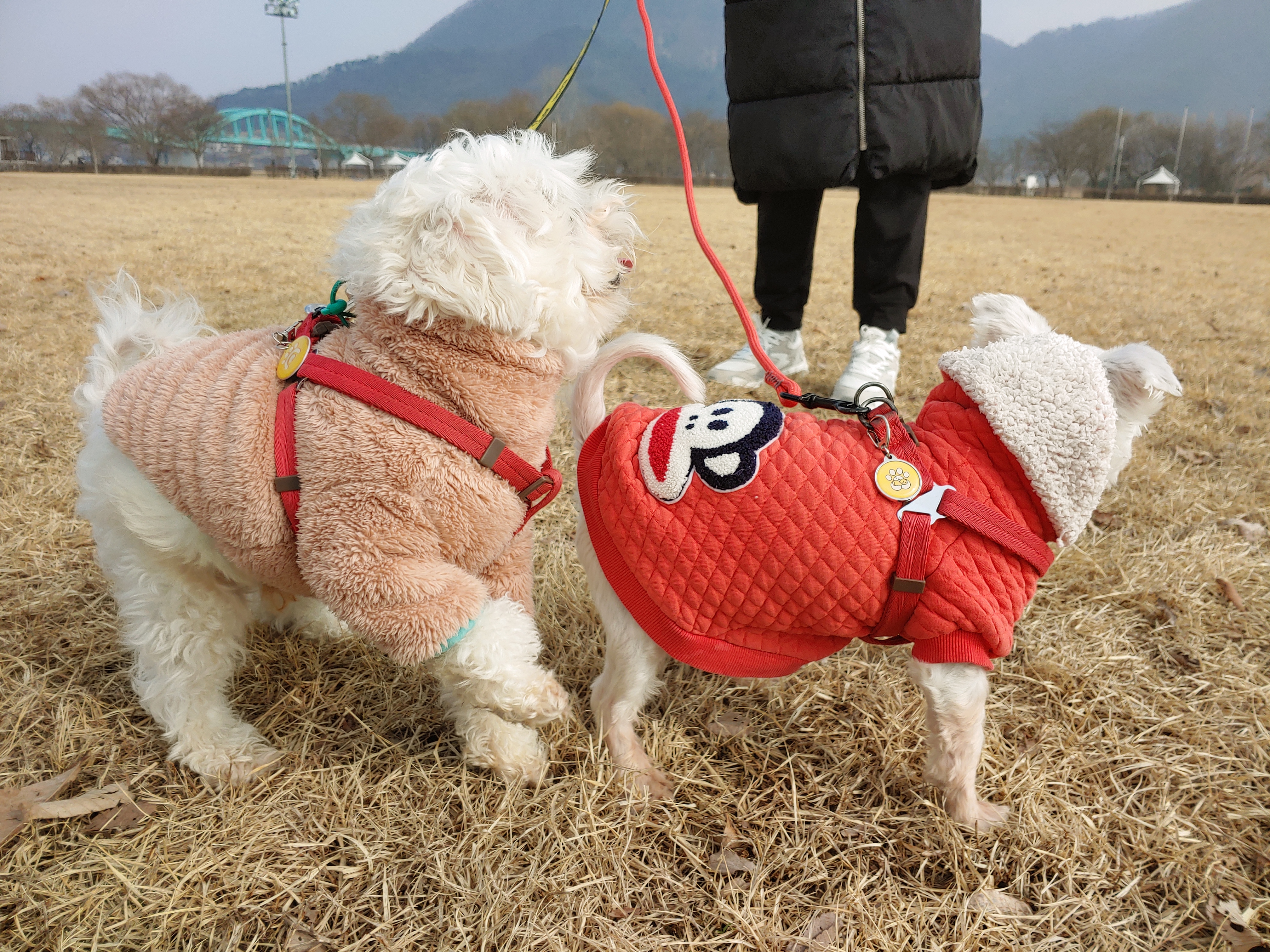 바토는 올해도 잘 지내고 있어요