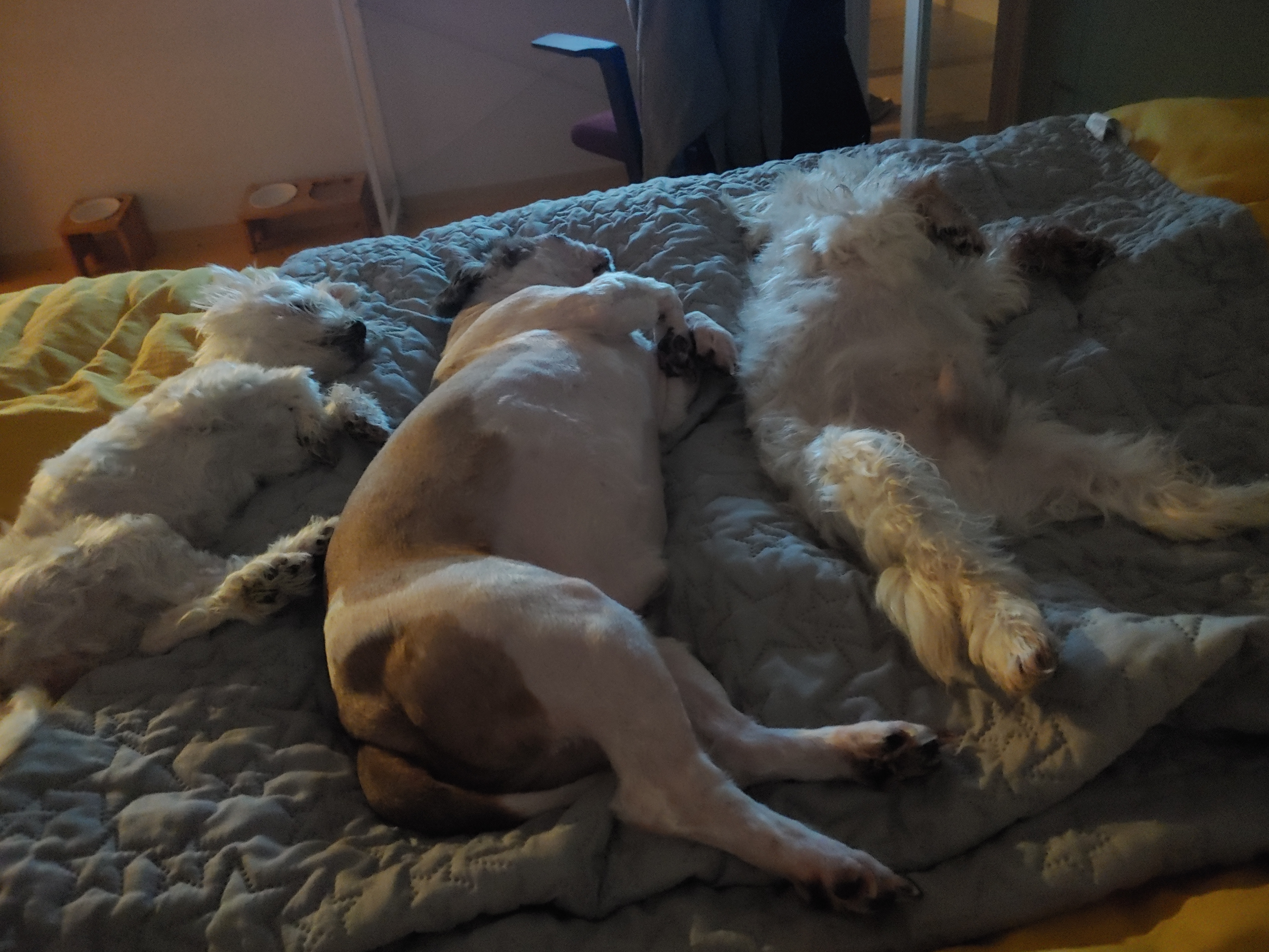 바토는 올해도 잘 지내고 있어요