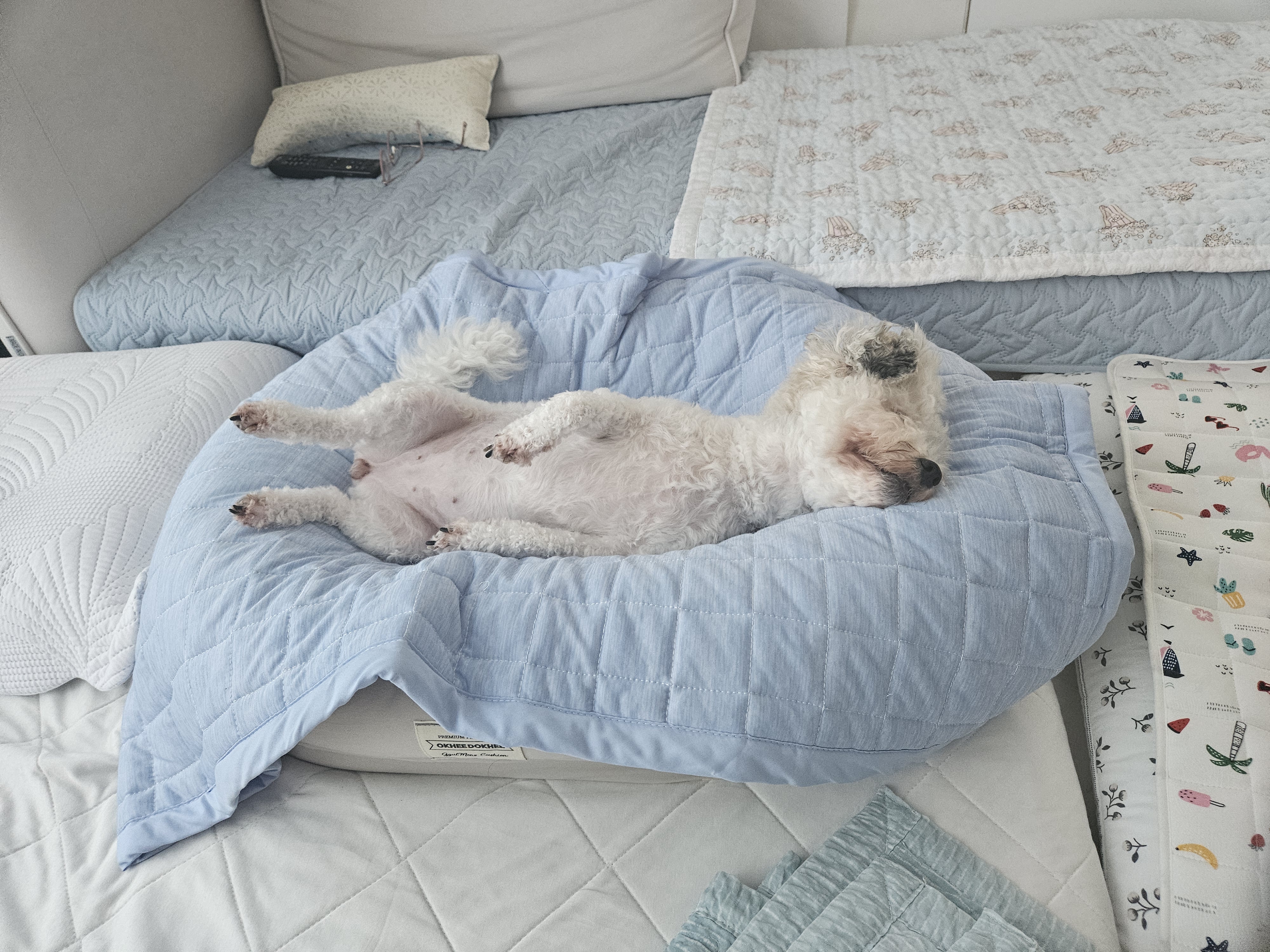 알록이(미소) 입양 1주년