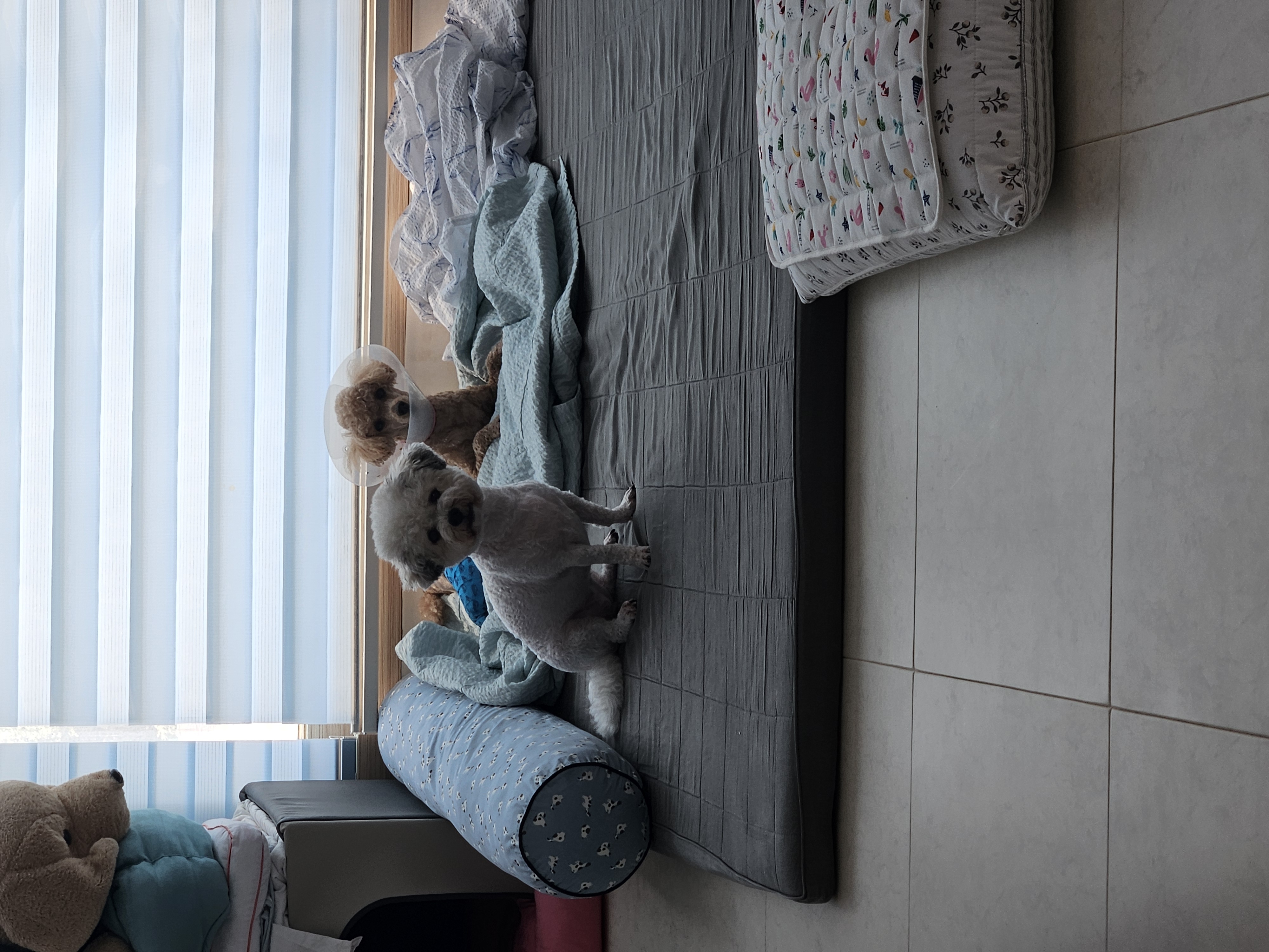 알록이(미소) 입양 1주년