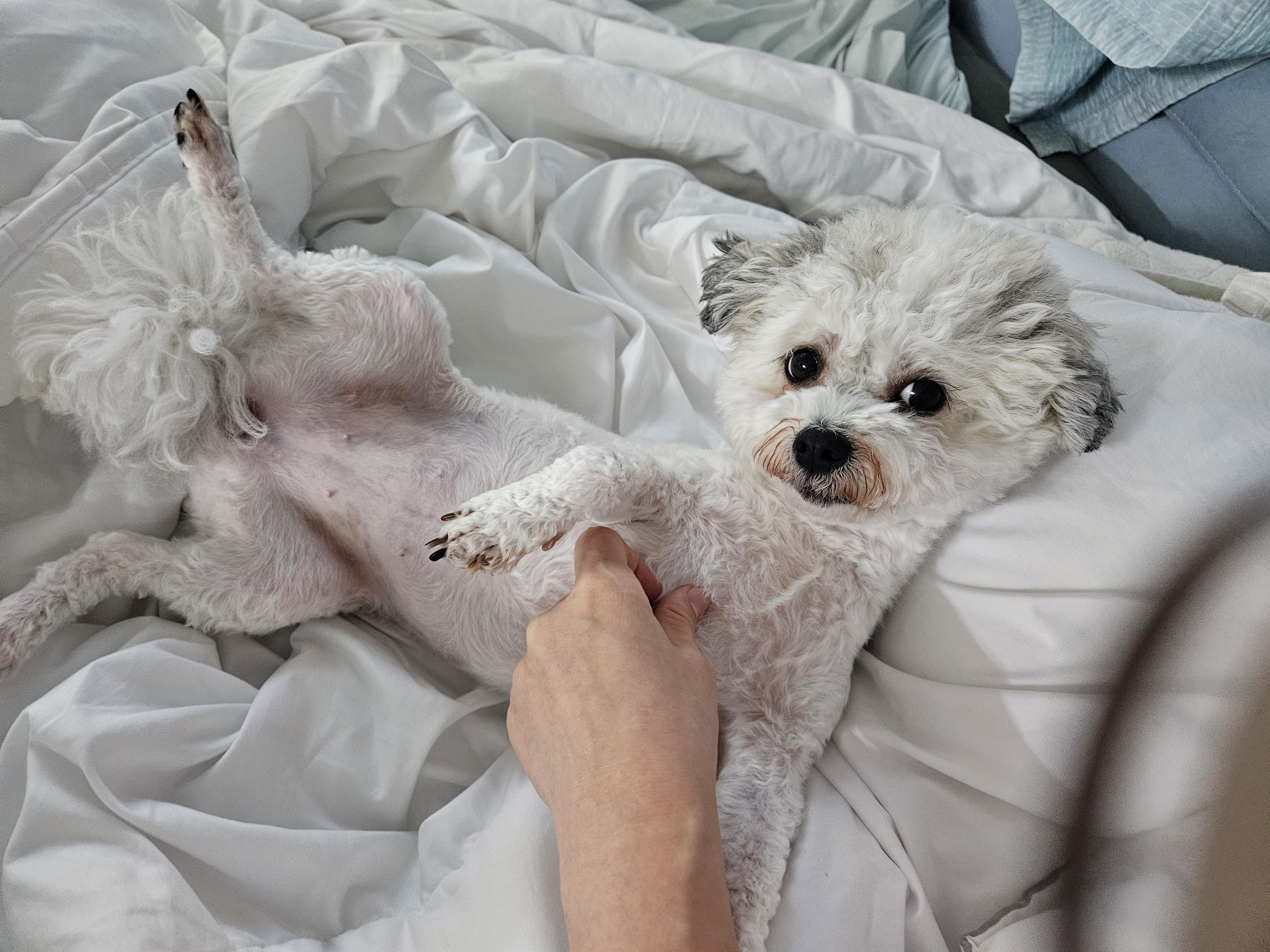 알록이(미소) 입양 1주년