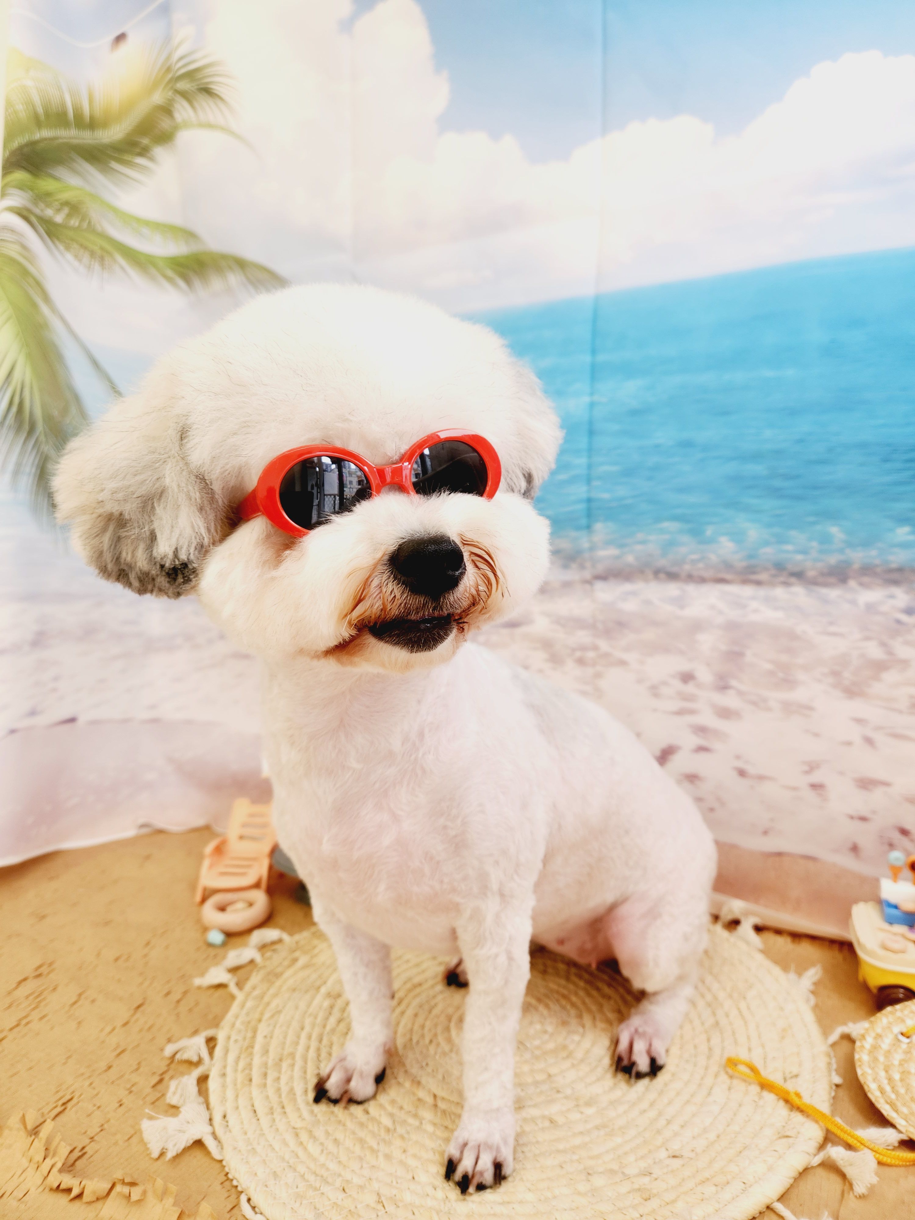 알록이(미소) 입양 1주년