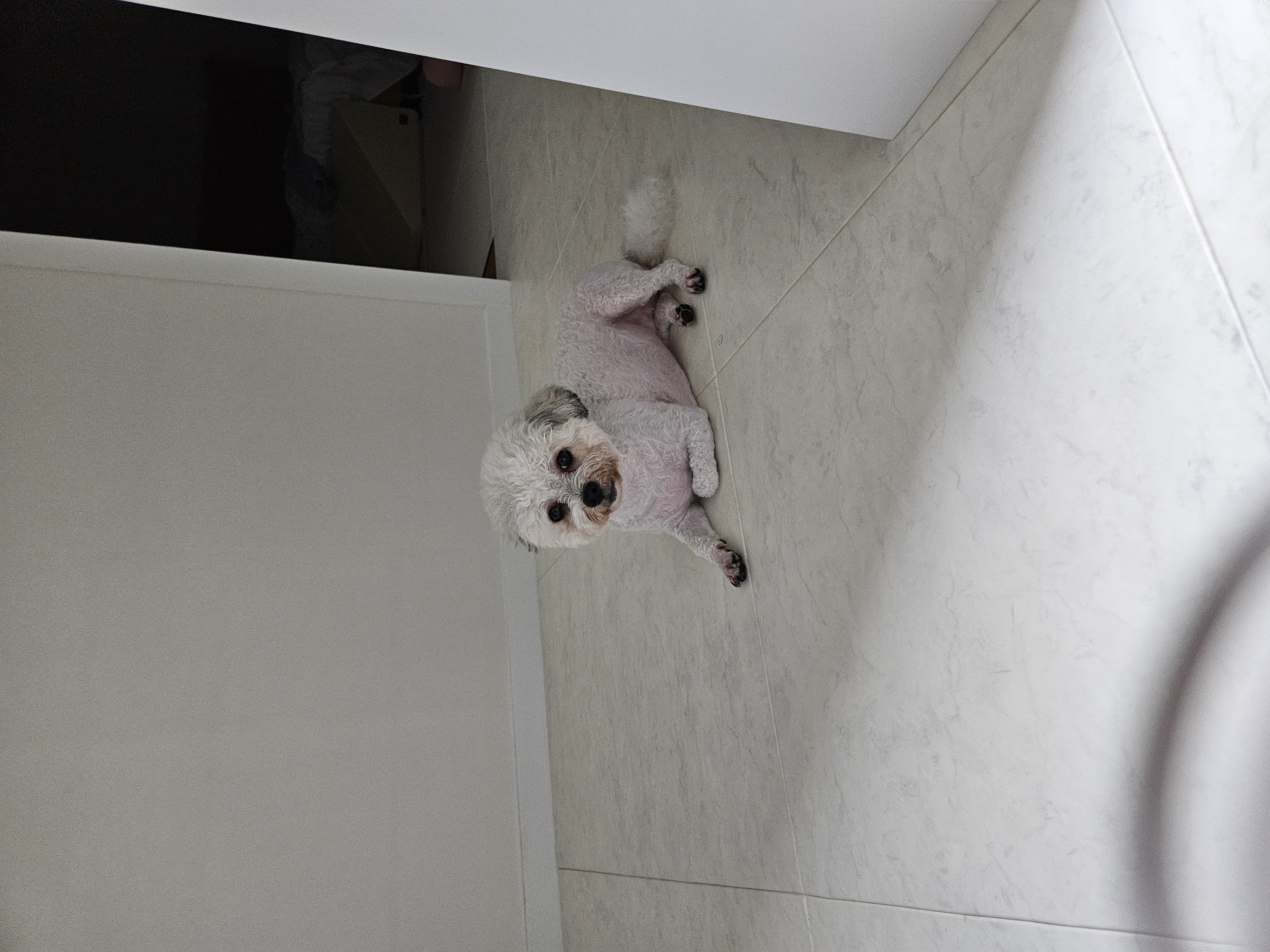 알록이(미소) 입양 1주년