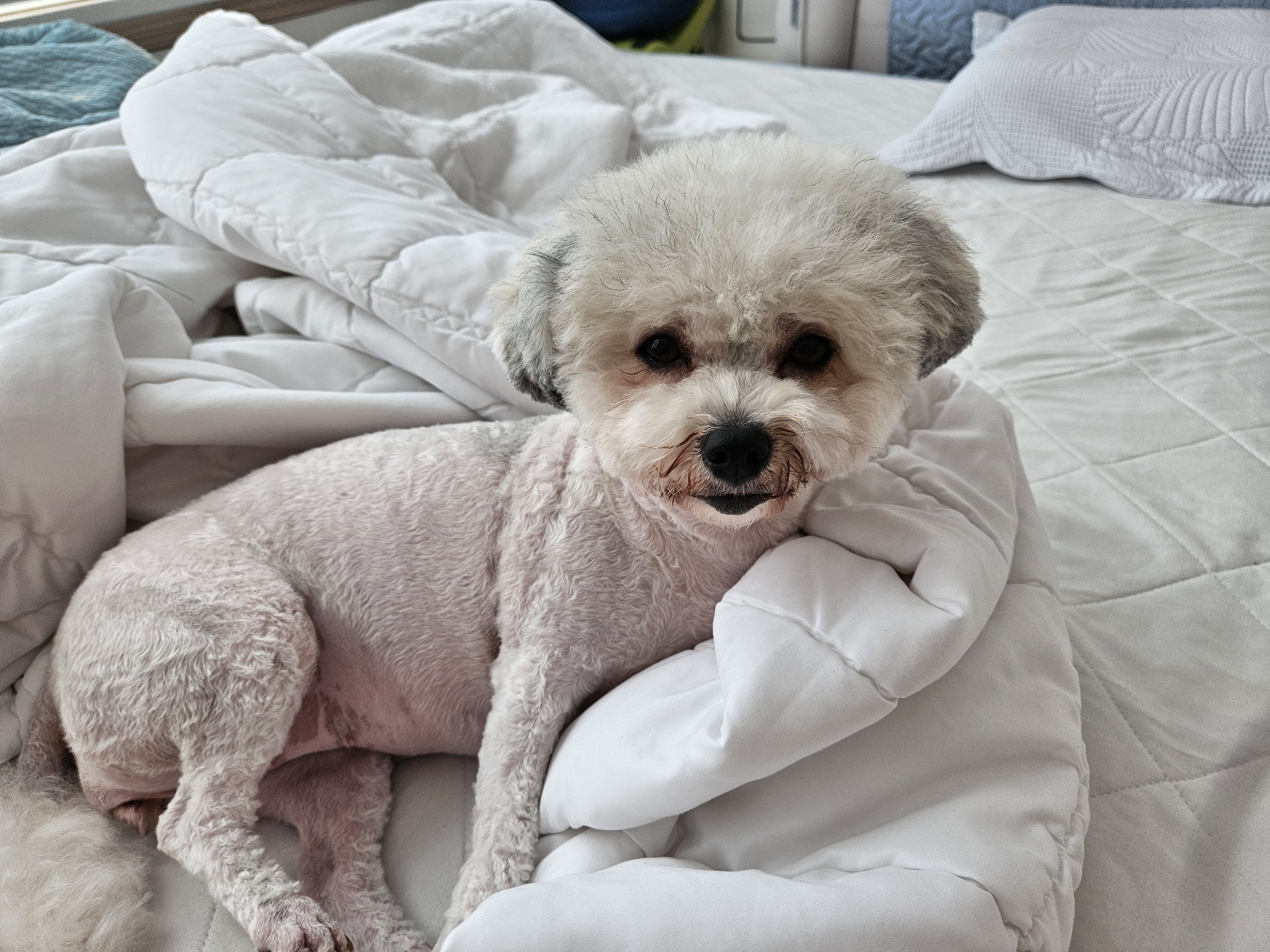 알록이(미소) 입양 1주년