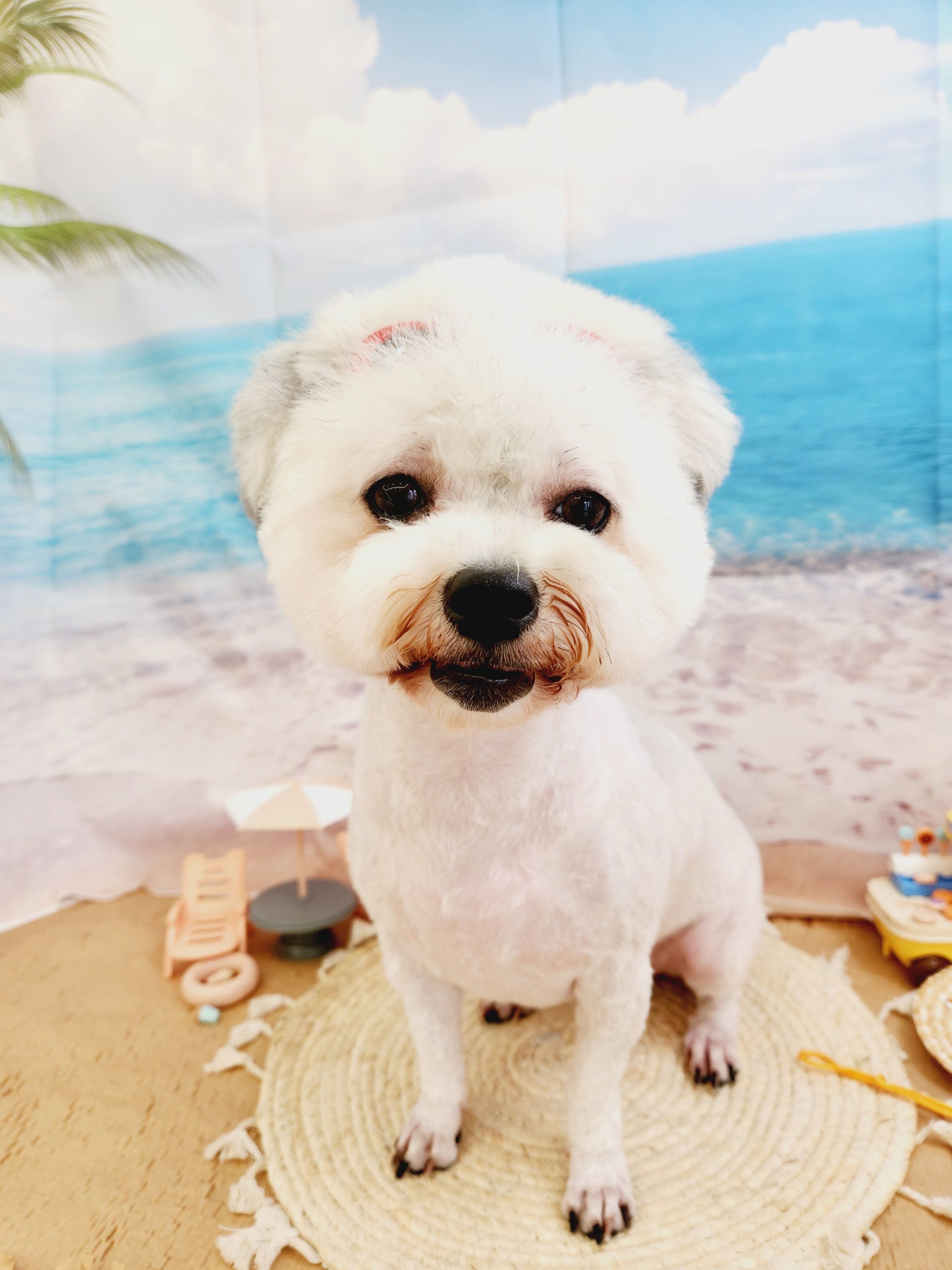 알록이(미소) 입양 1주년