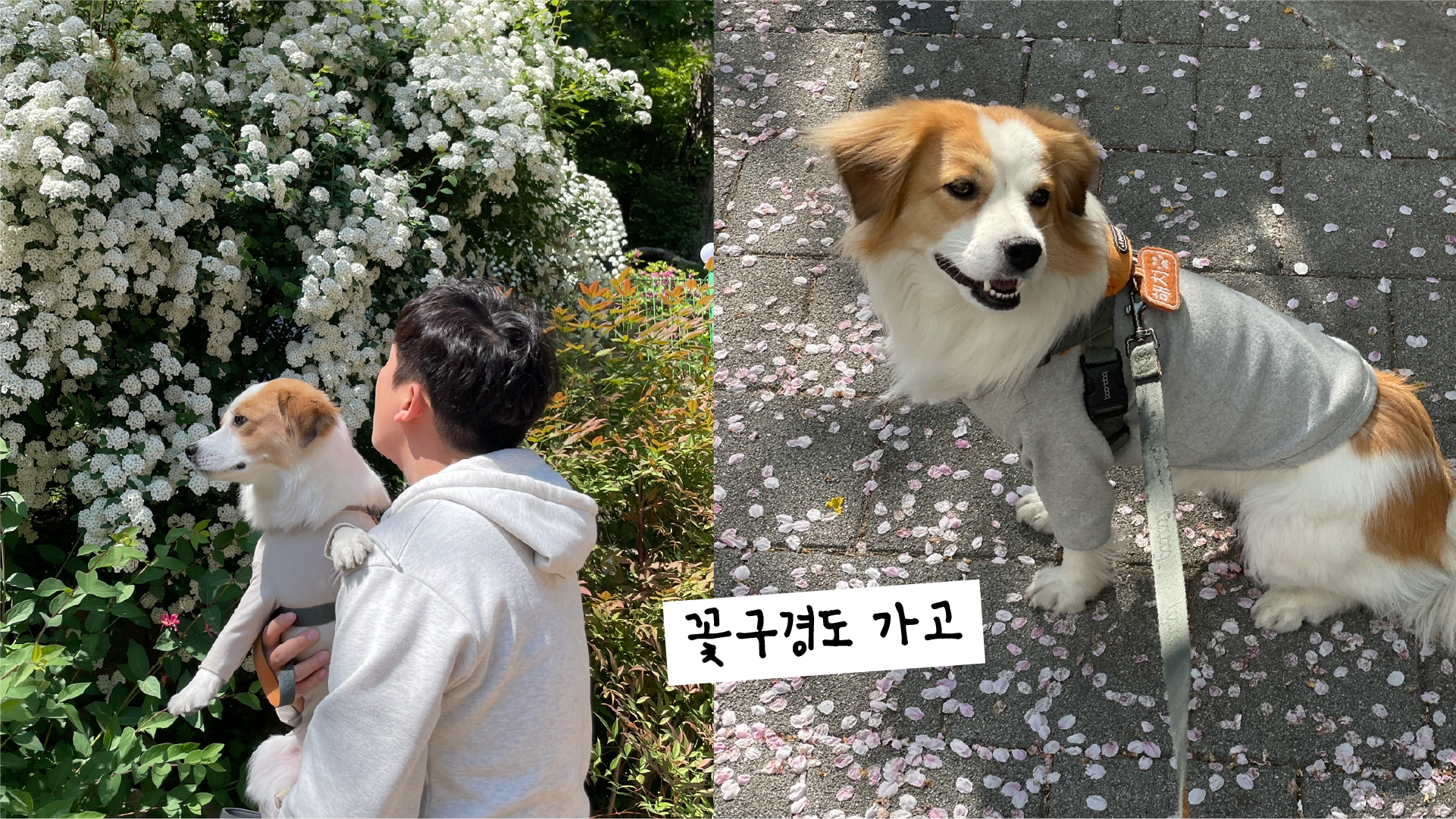 해치 입양 1년