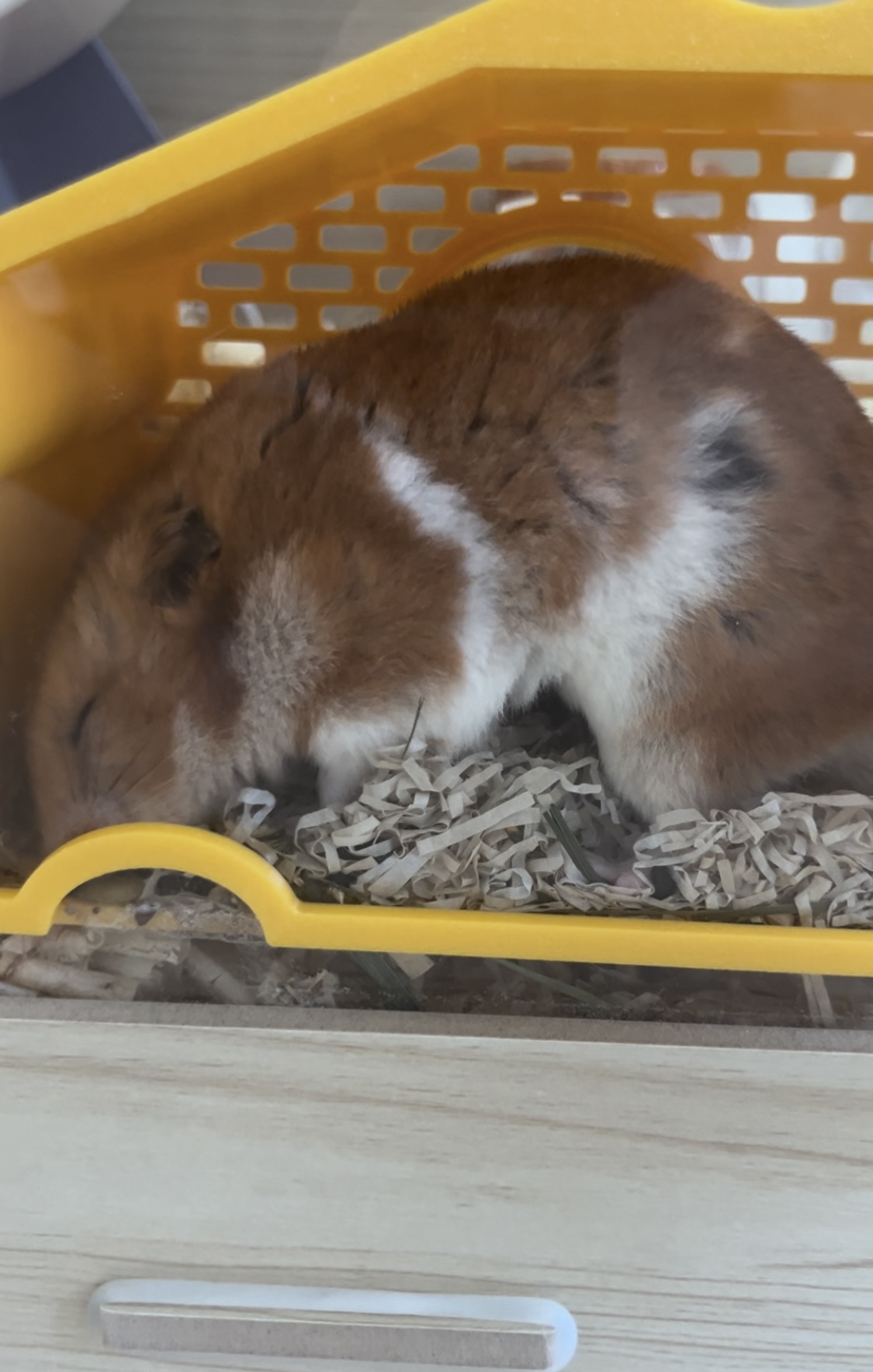 온햄이는 잘 지내고 있어요