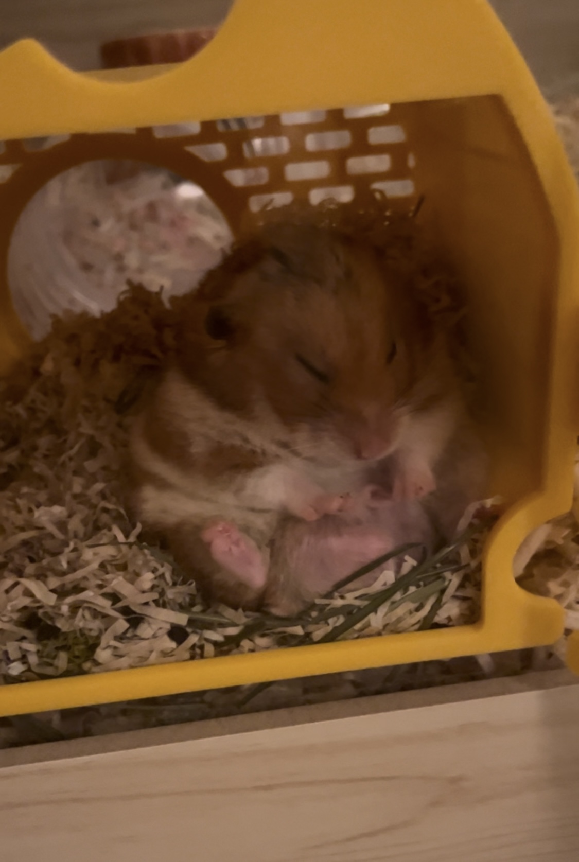 온햄이는 잘 지내고 있어요