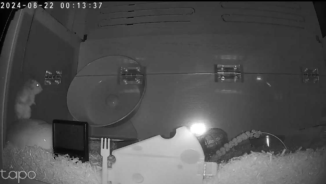 온햄이는 잘 지내고 있어요