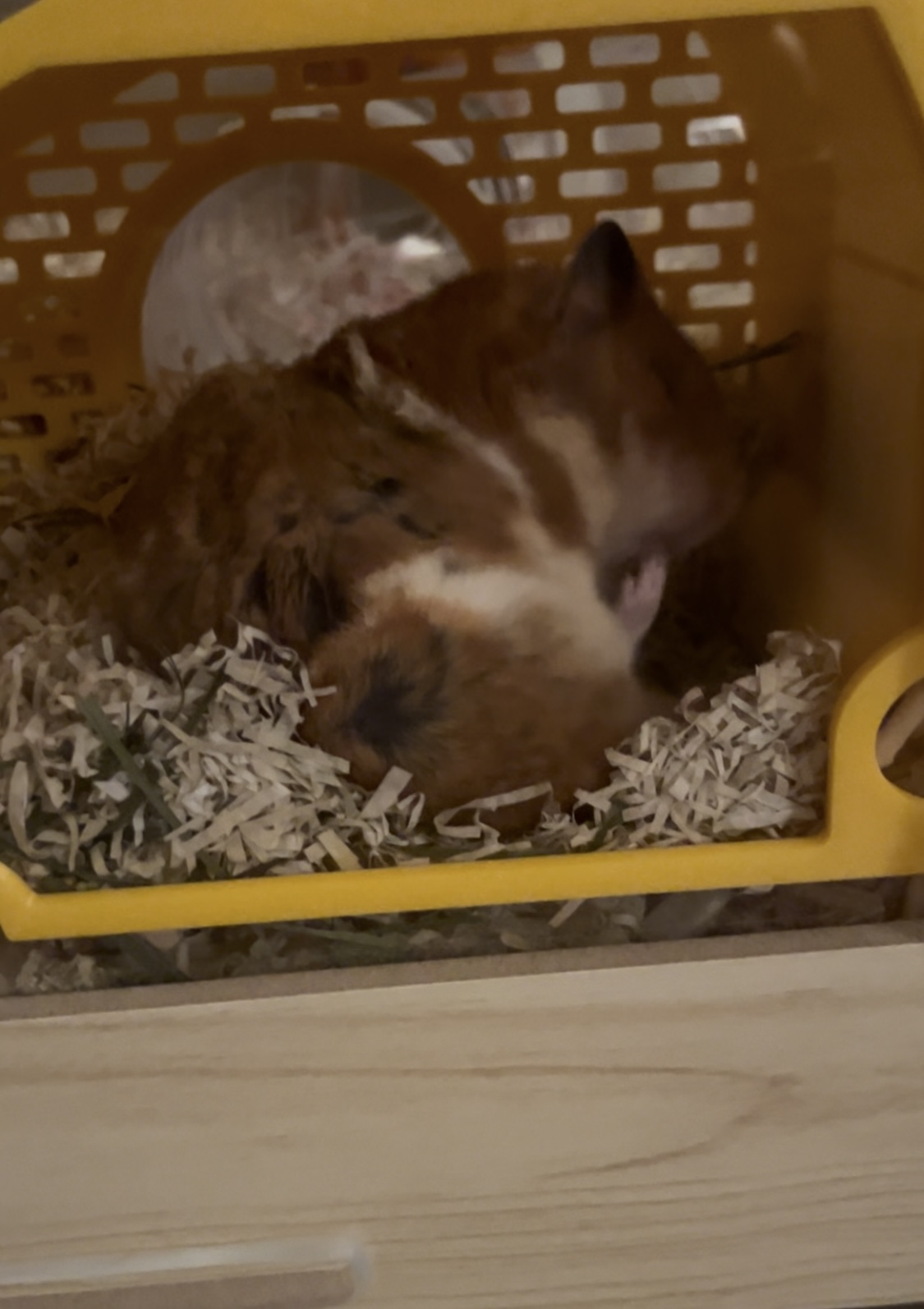 온햄이는 잘 지내고 있어요