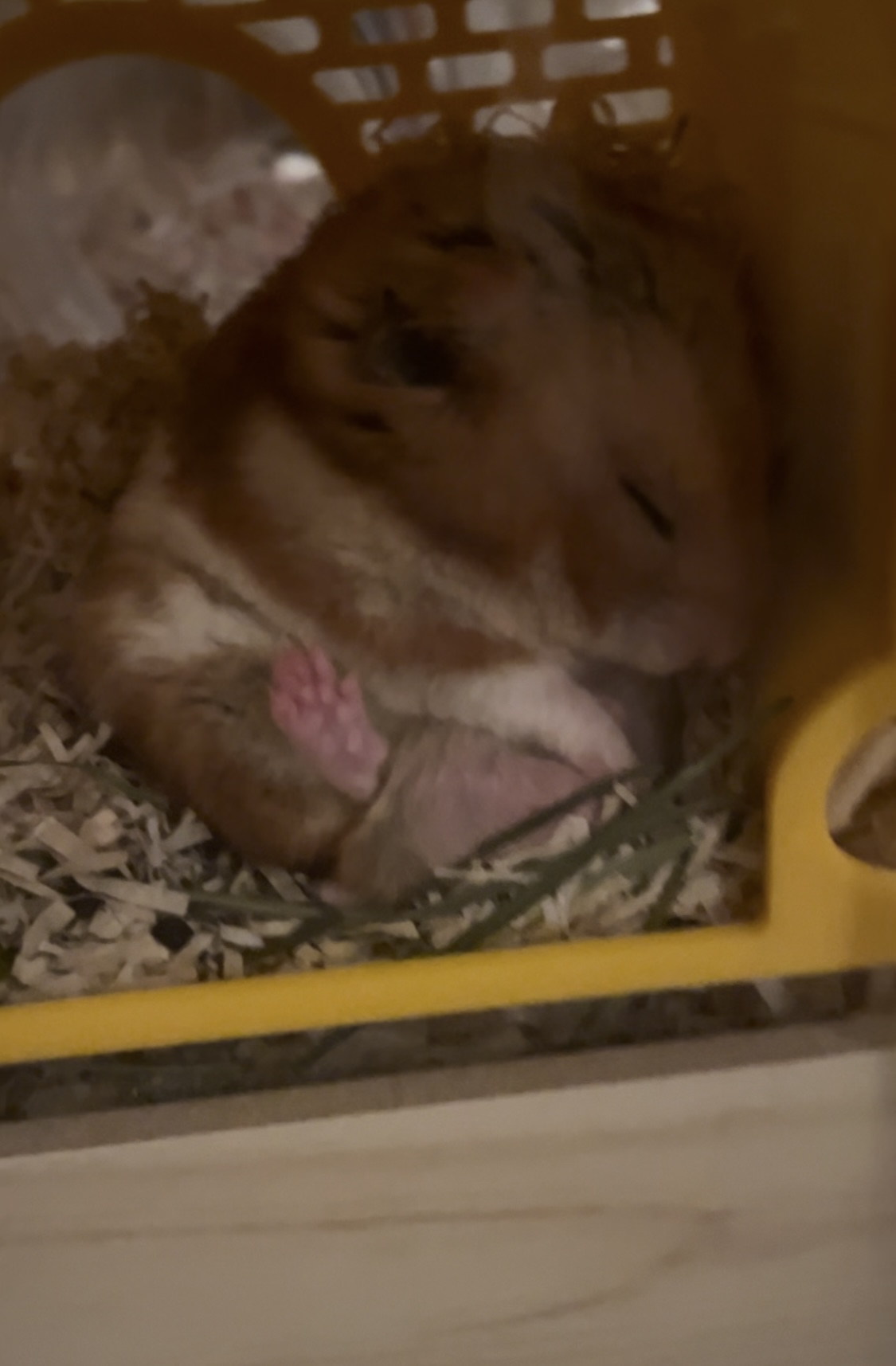 온햄이는 잘 지내고 있어요