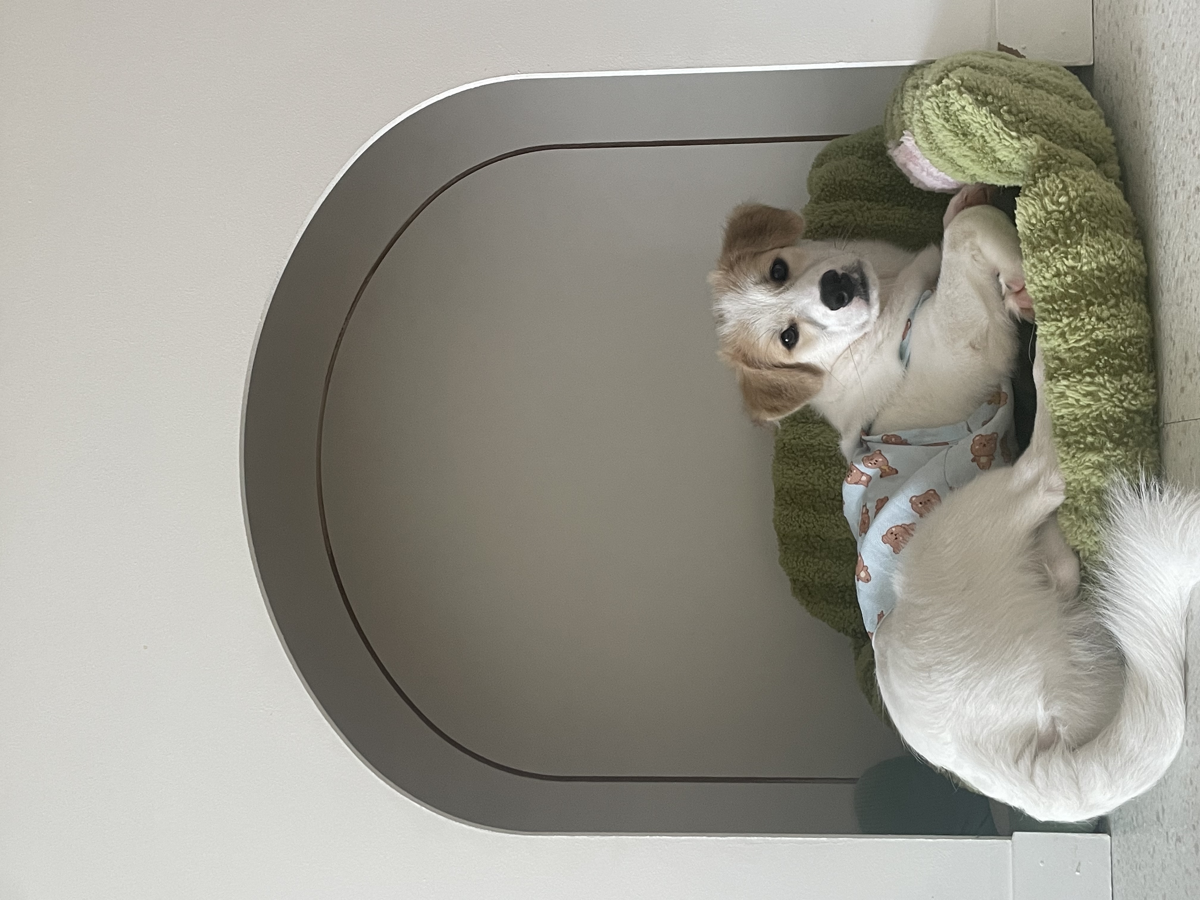 만복(모랑이) 근황입니다!