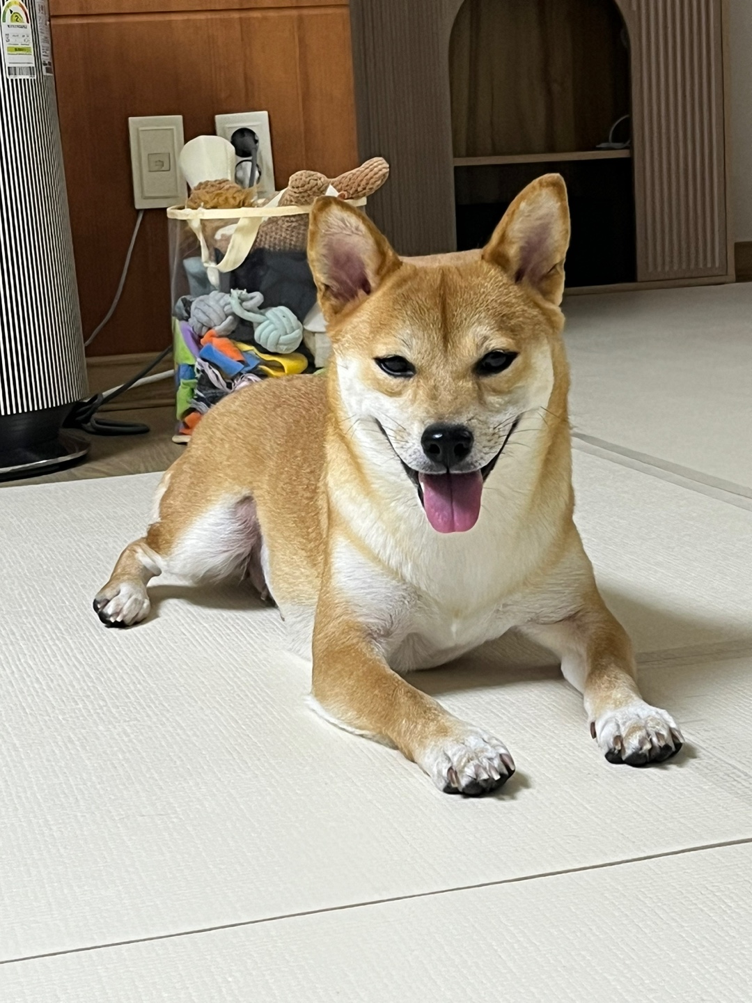 금동이(전: 쫄이) 입양 3달 후기 