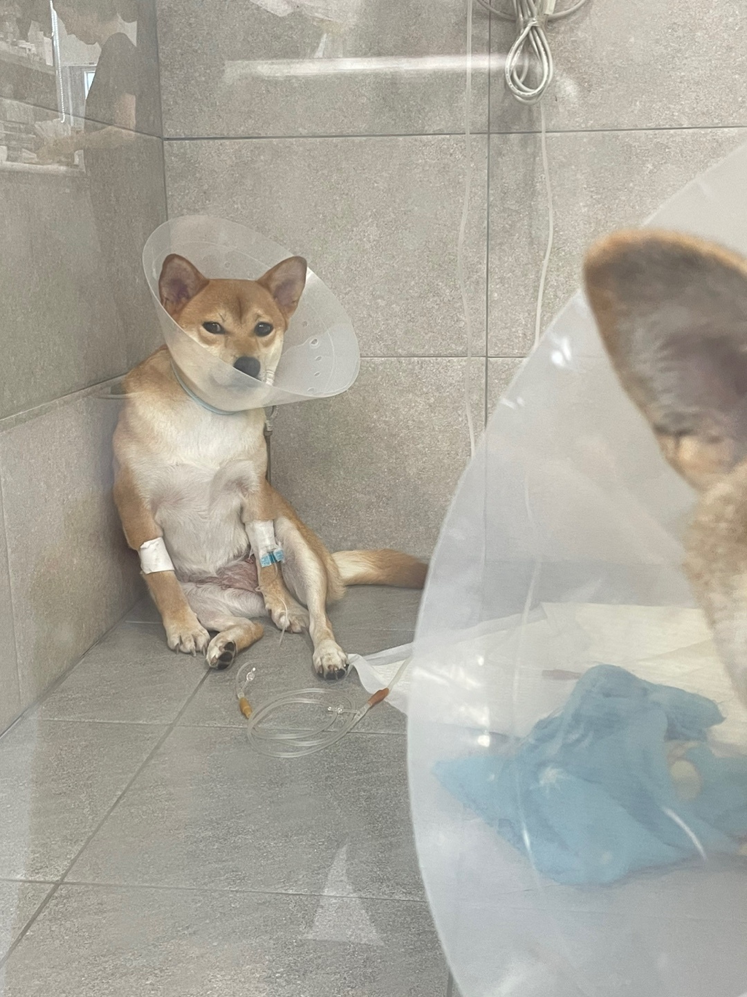 금동이(전: 쫄이) 입양 3달 후기 