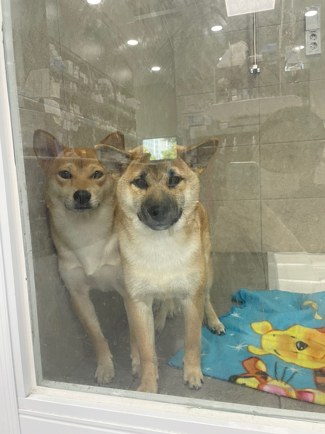 금동이(전: 쫄이) 입양 3달 후기 