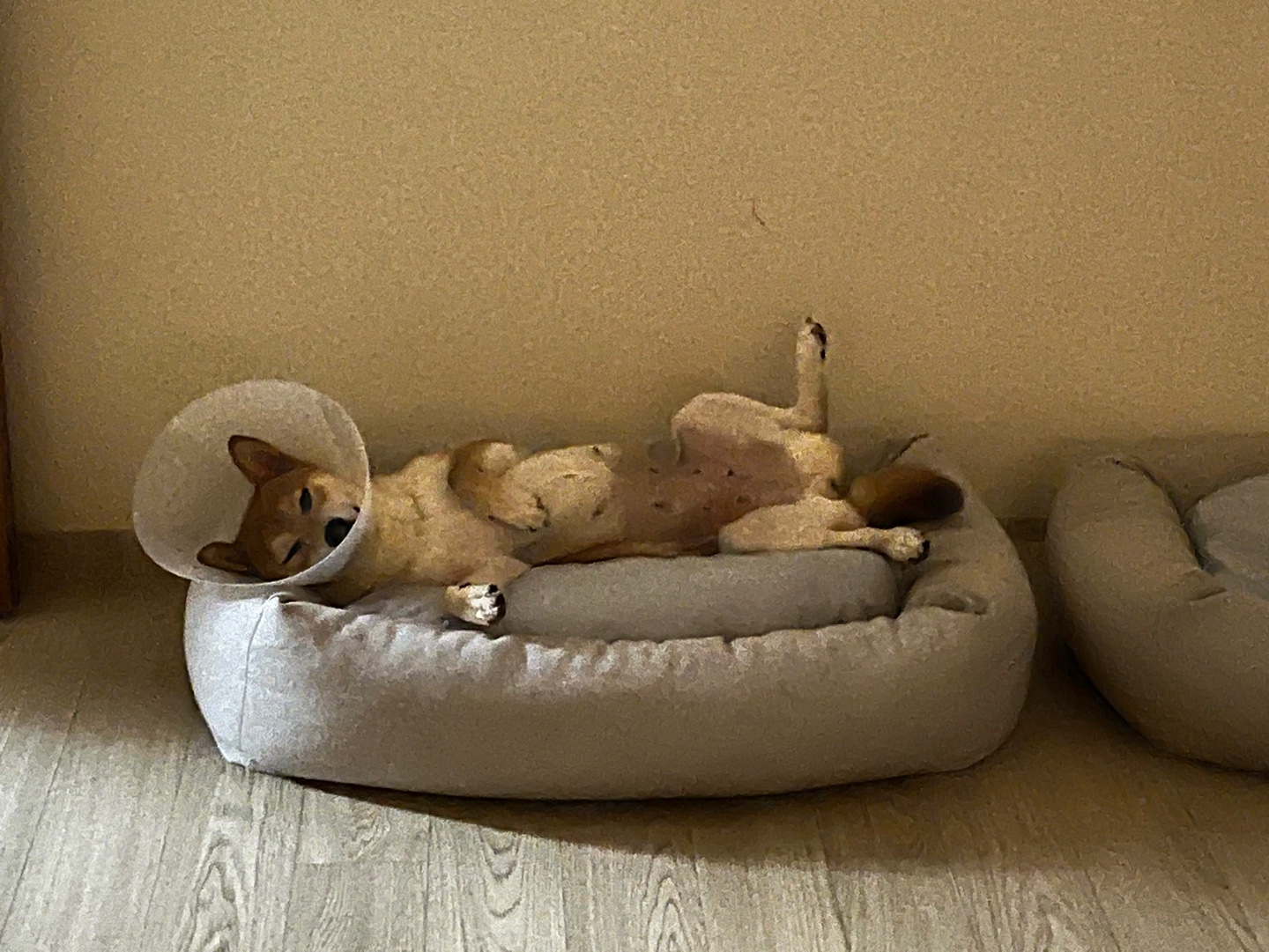 금동이(전: 쫄이) 입양 3달 후기 