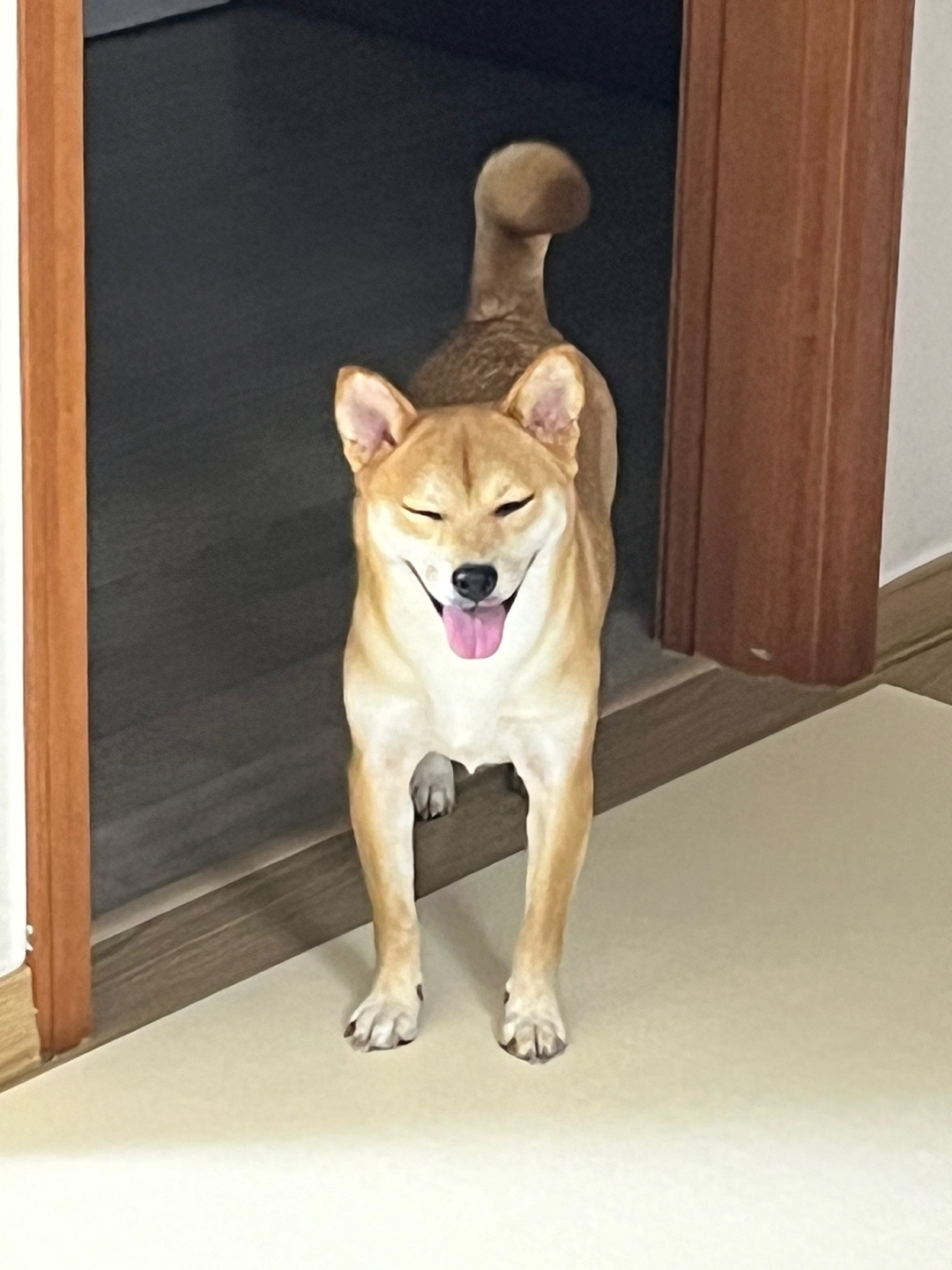 금동이(전: 쫄이) 입양 3달 후기 