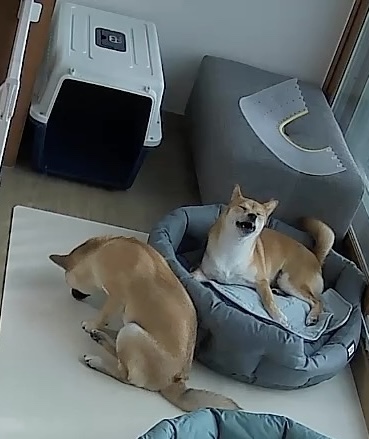 금동이(전: 쫄이) 입양 3달 후기 