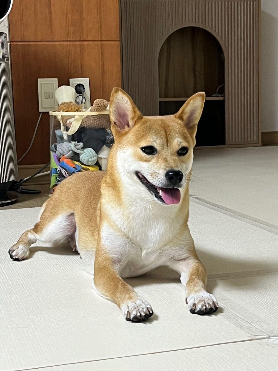 금동이(전: 쫄이) 입양 3달 후기 