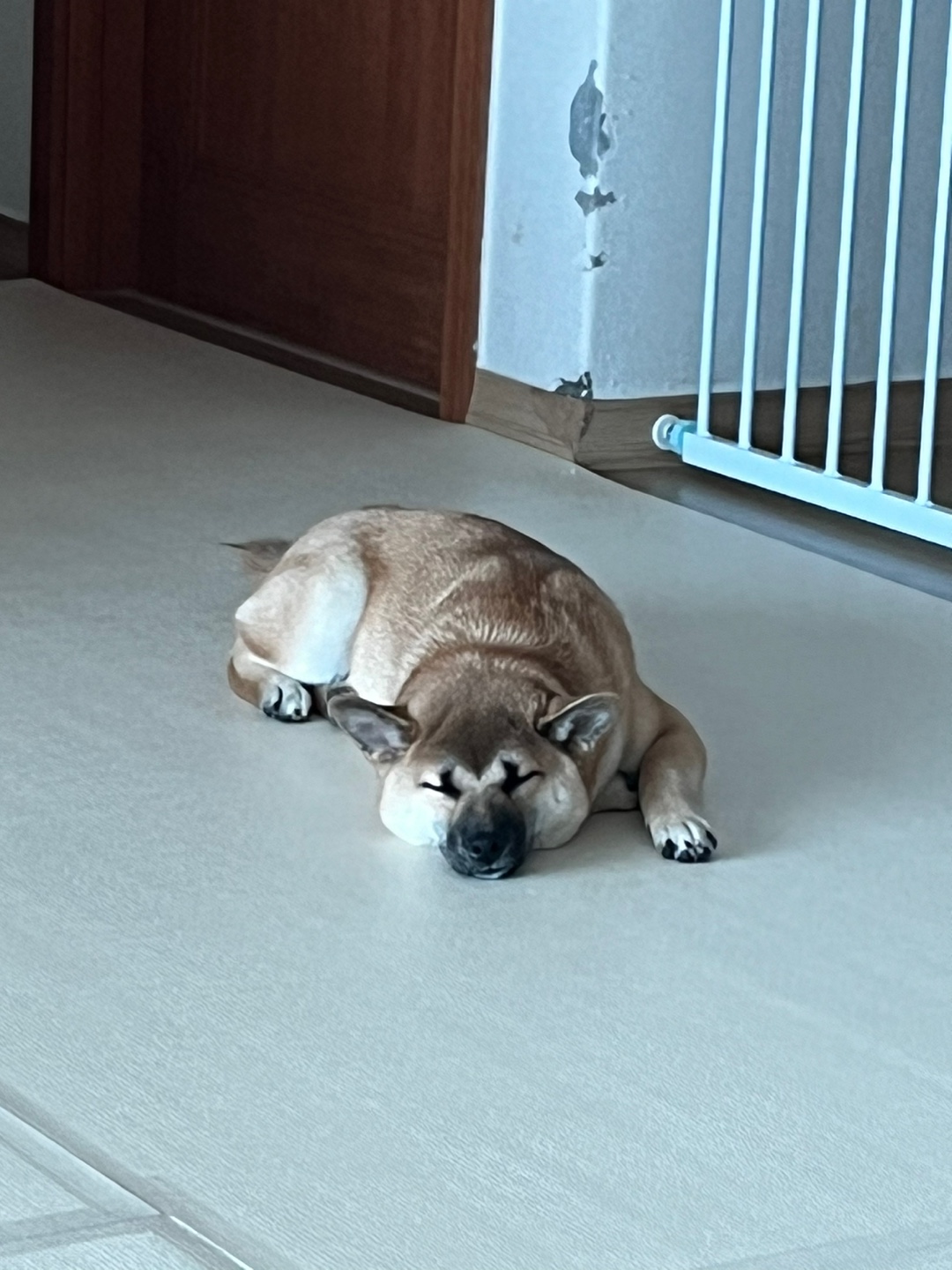 가오 (전 : 쫄뭉이) 입양 3달 후기 