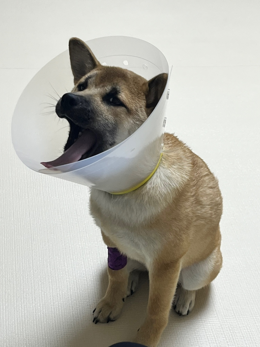 가오 (전 : 쫄뭉이) 입양 3달 후기 