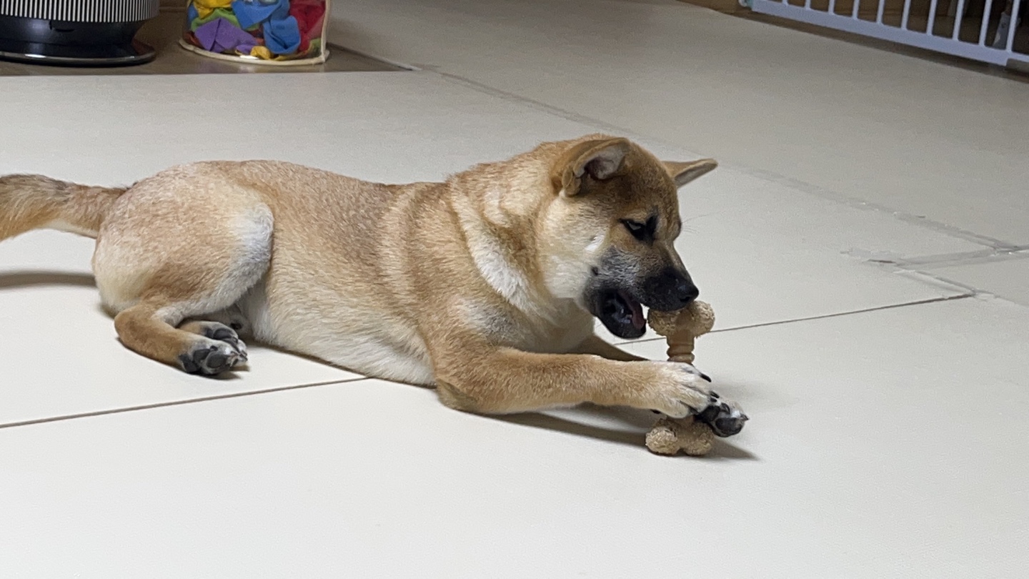 가오 (전 : 쫄뭉이) 입양 3달 후기 