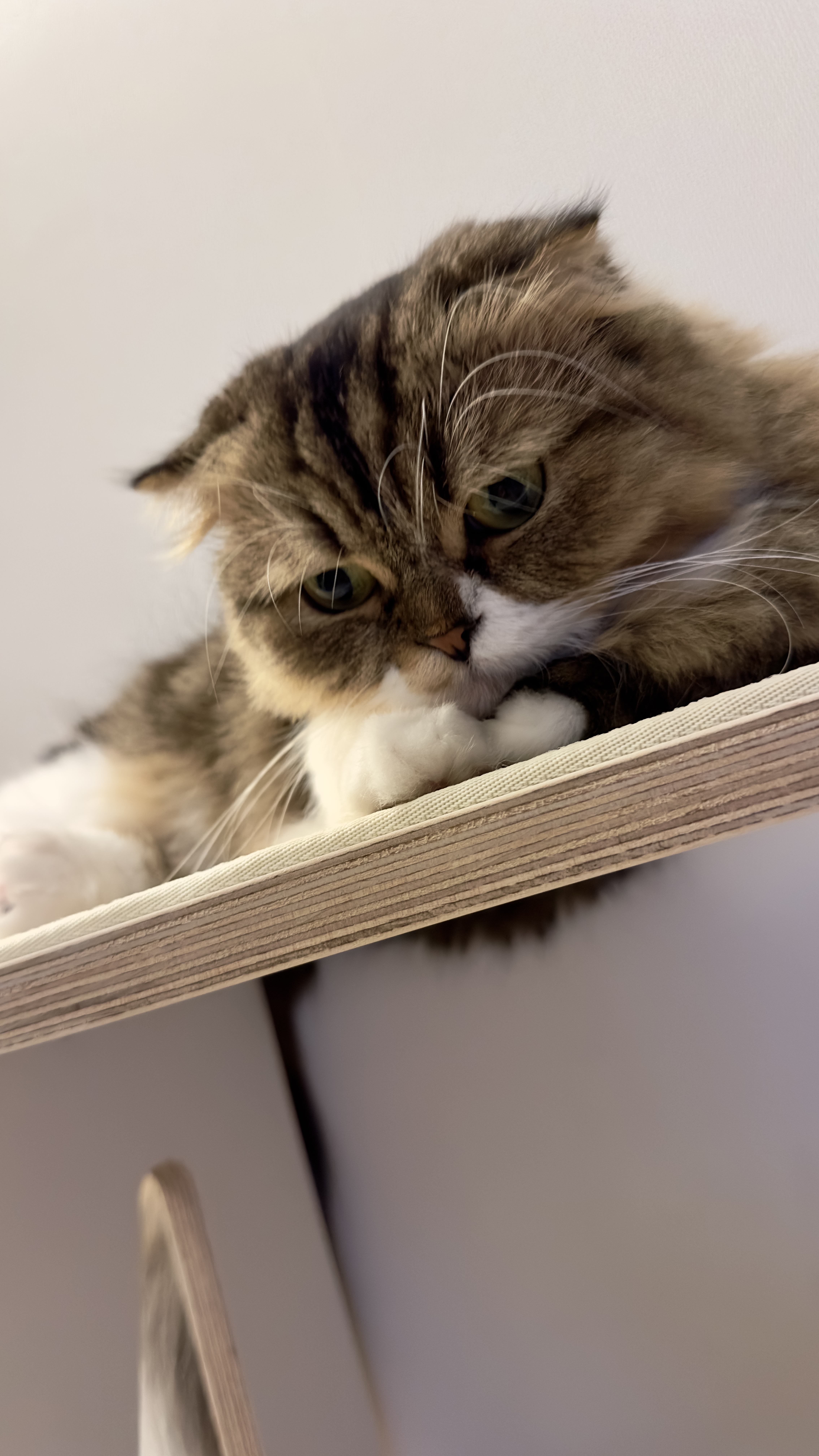 후추(구 태주) 정식 입양 세달 후기