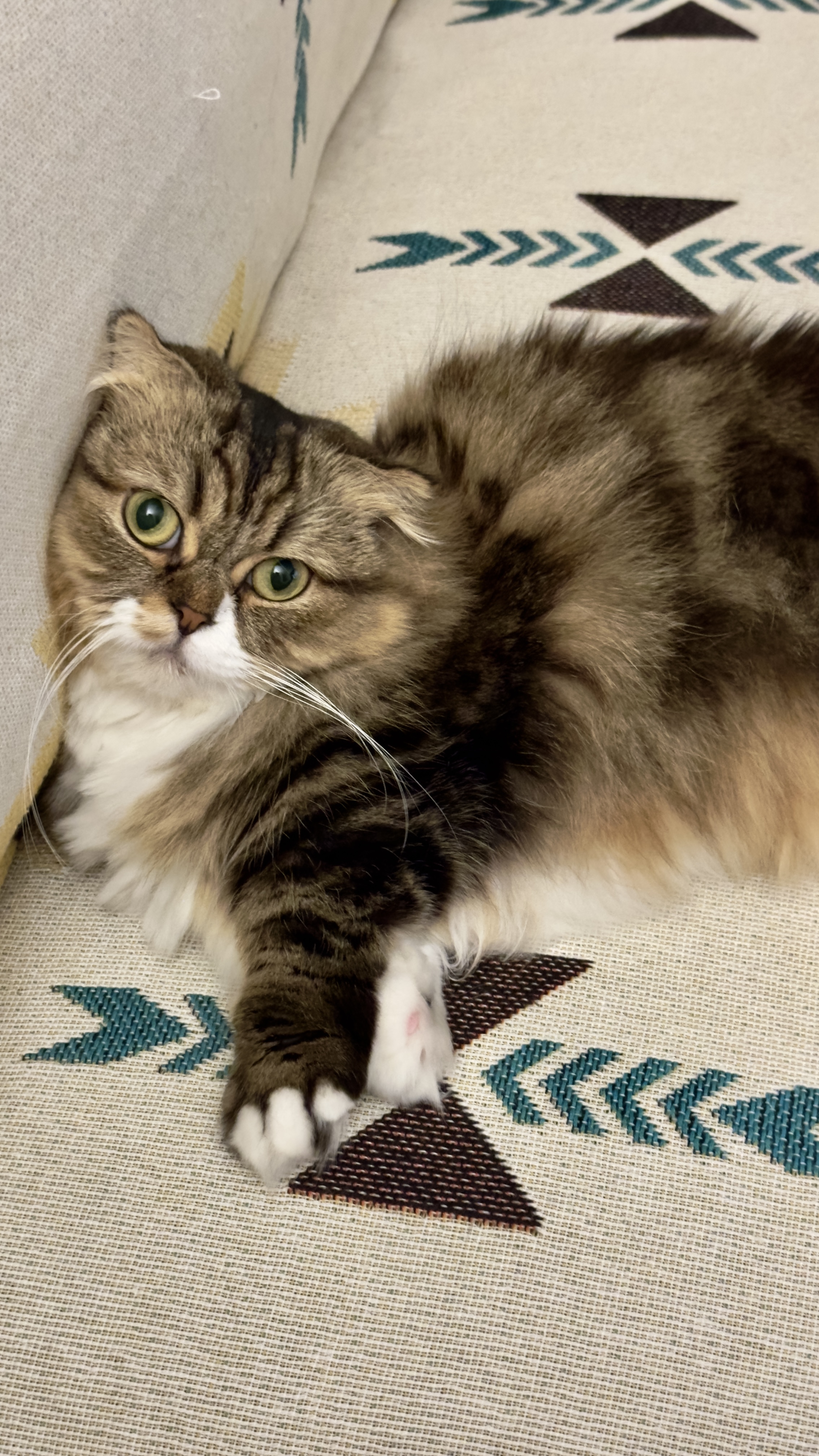 후추(구 태주) 정식 입양 세달 후기