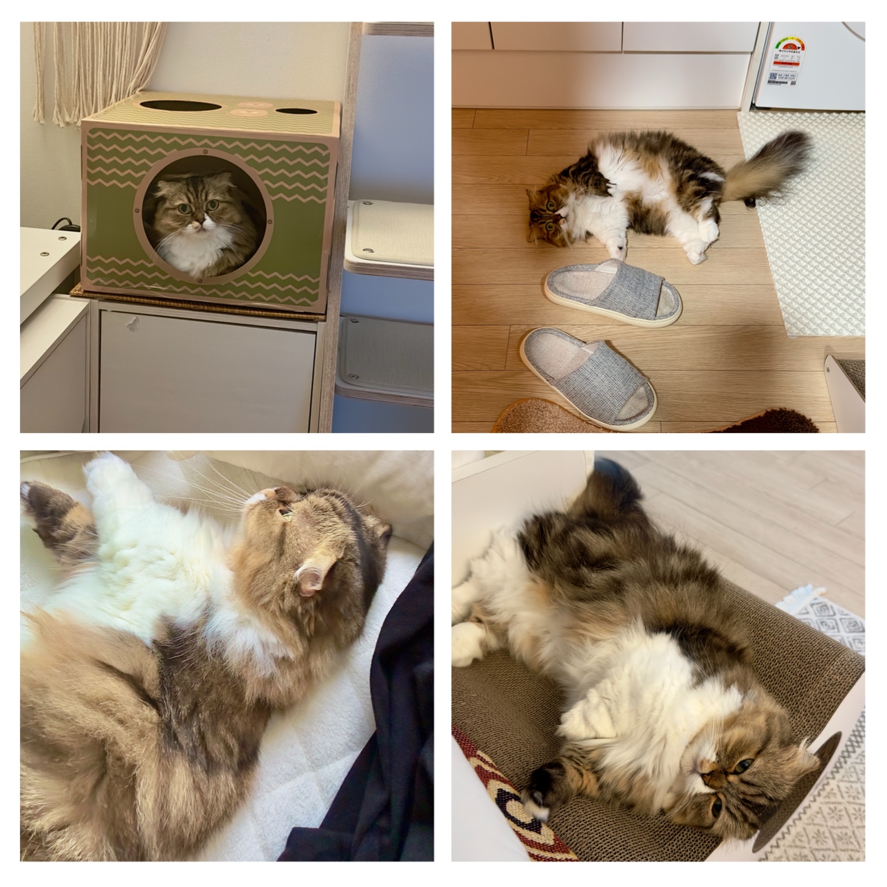 후추(구 태주) 정식 입양 세달 후기