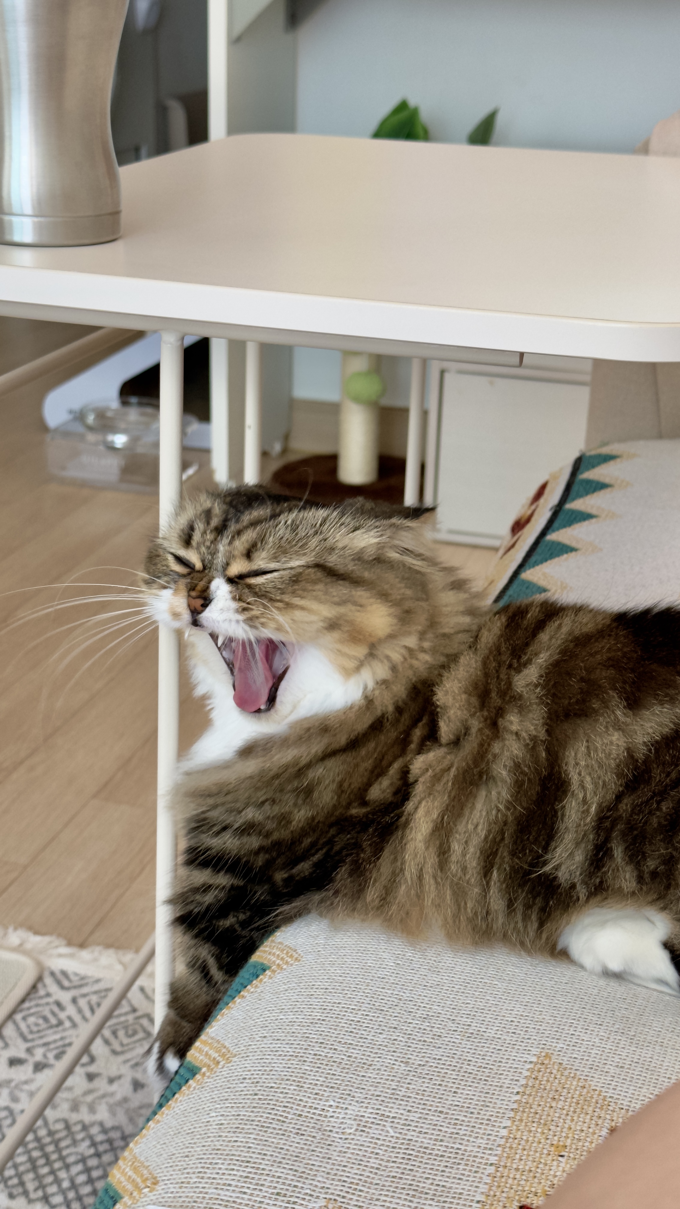 후추(구 태주) 정식 입양 세달 후기