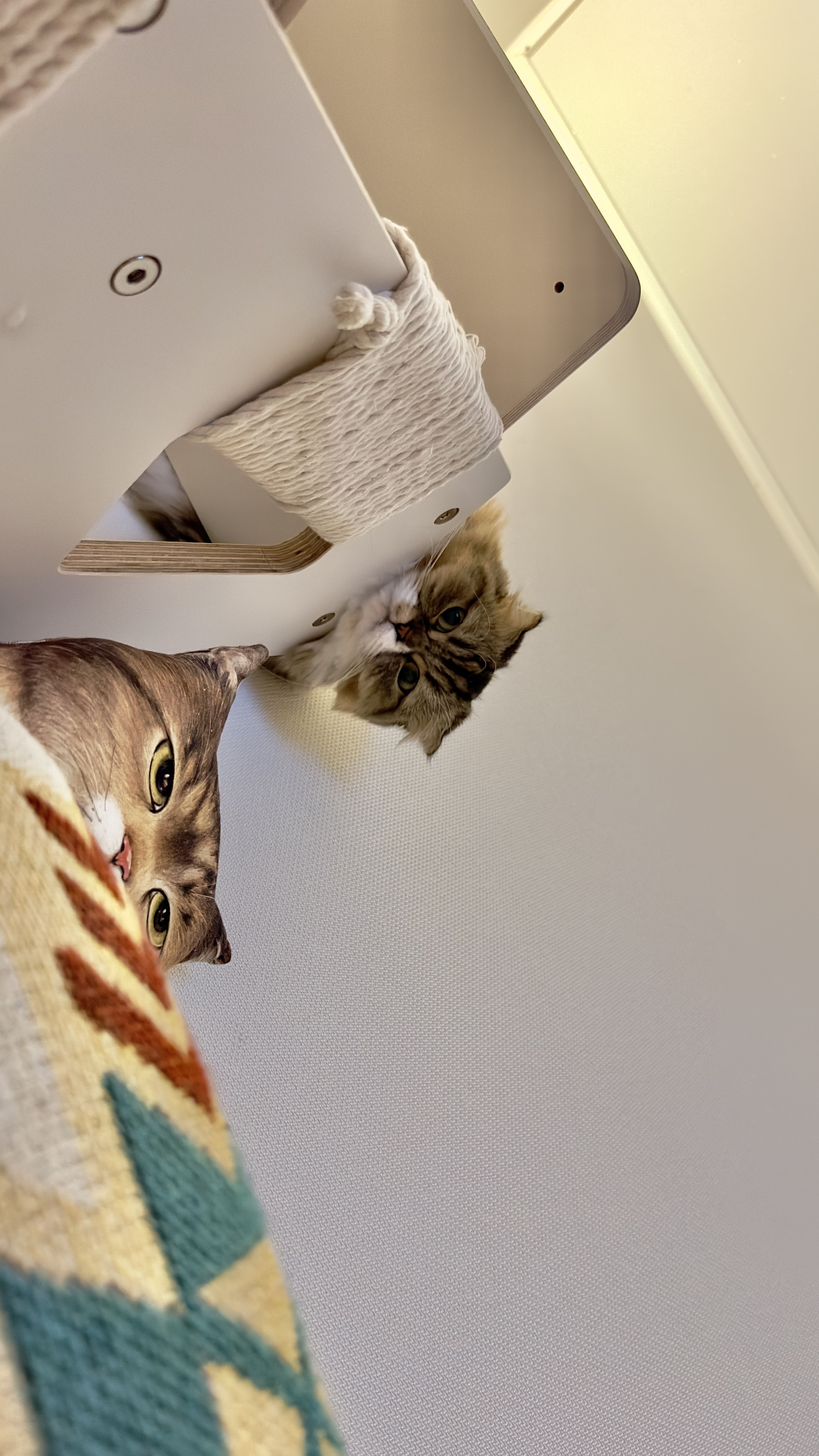 후추(구 태주) 정식 입양 세달 후기