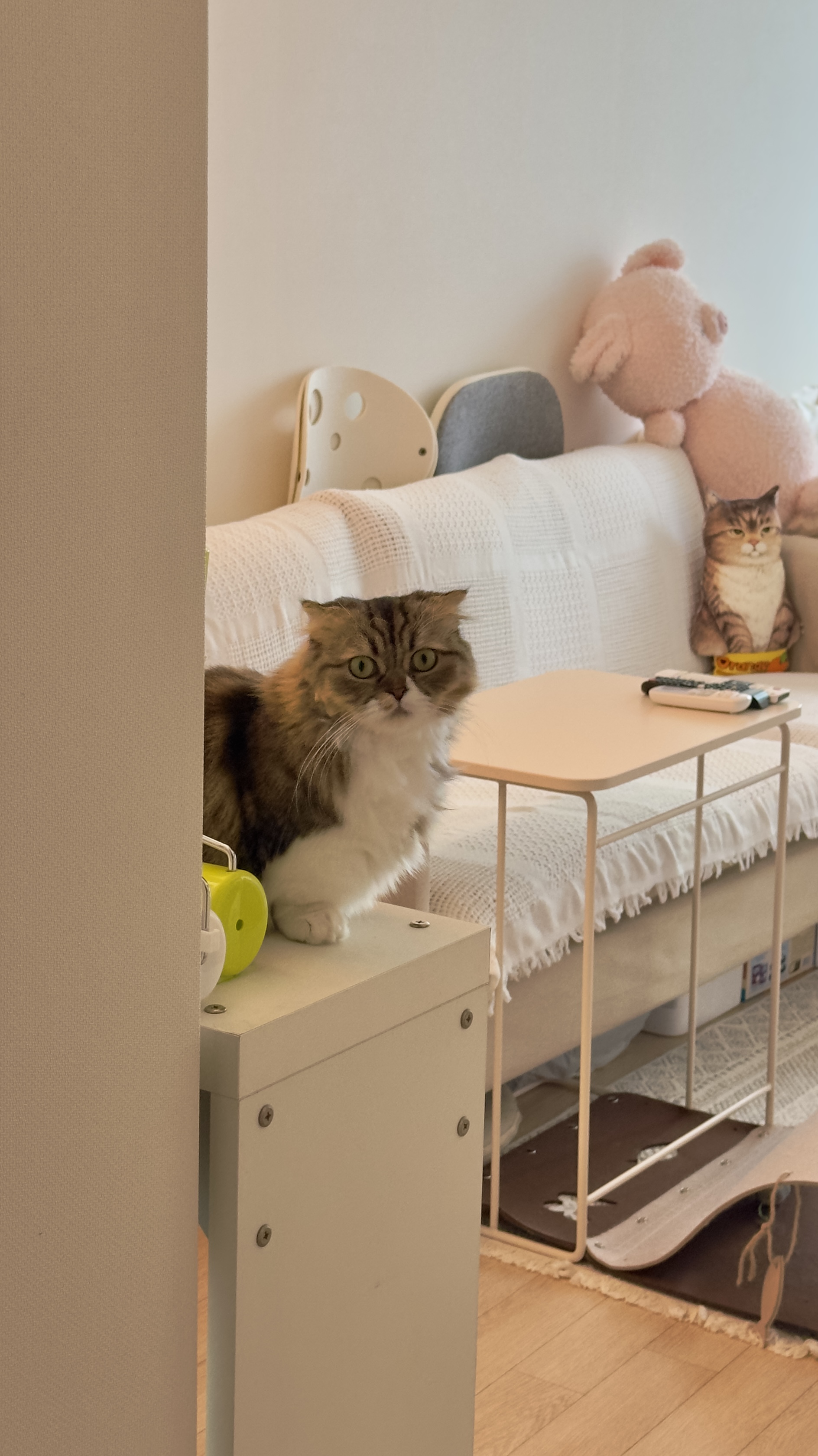 후추(구 태주) 정식 입양 세달 후기