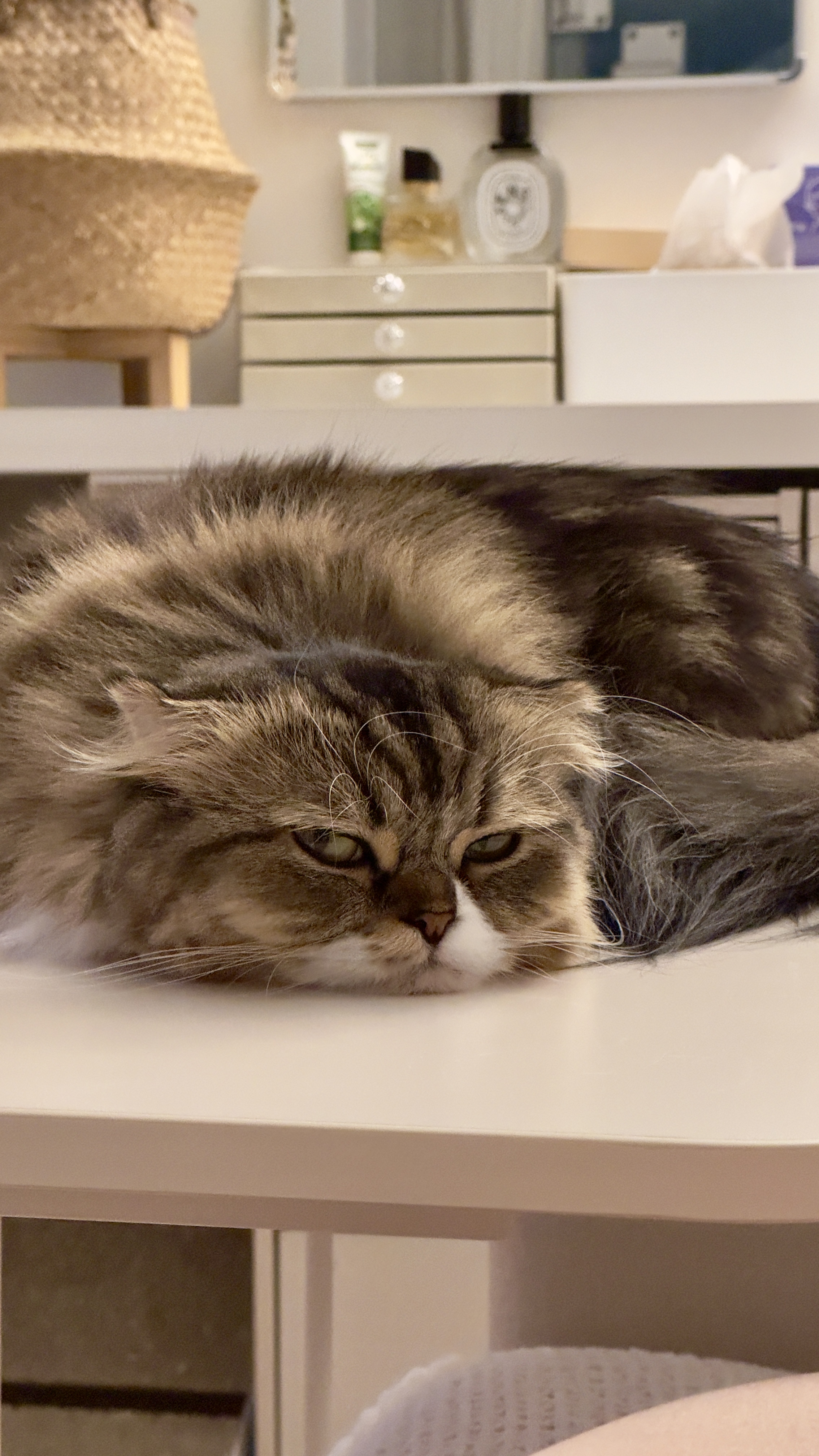 후추(구 태주) 정식 입양 세달 후기