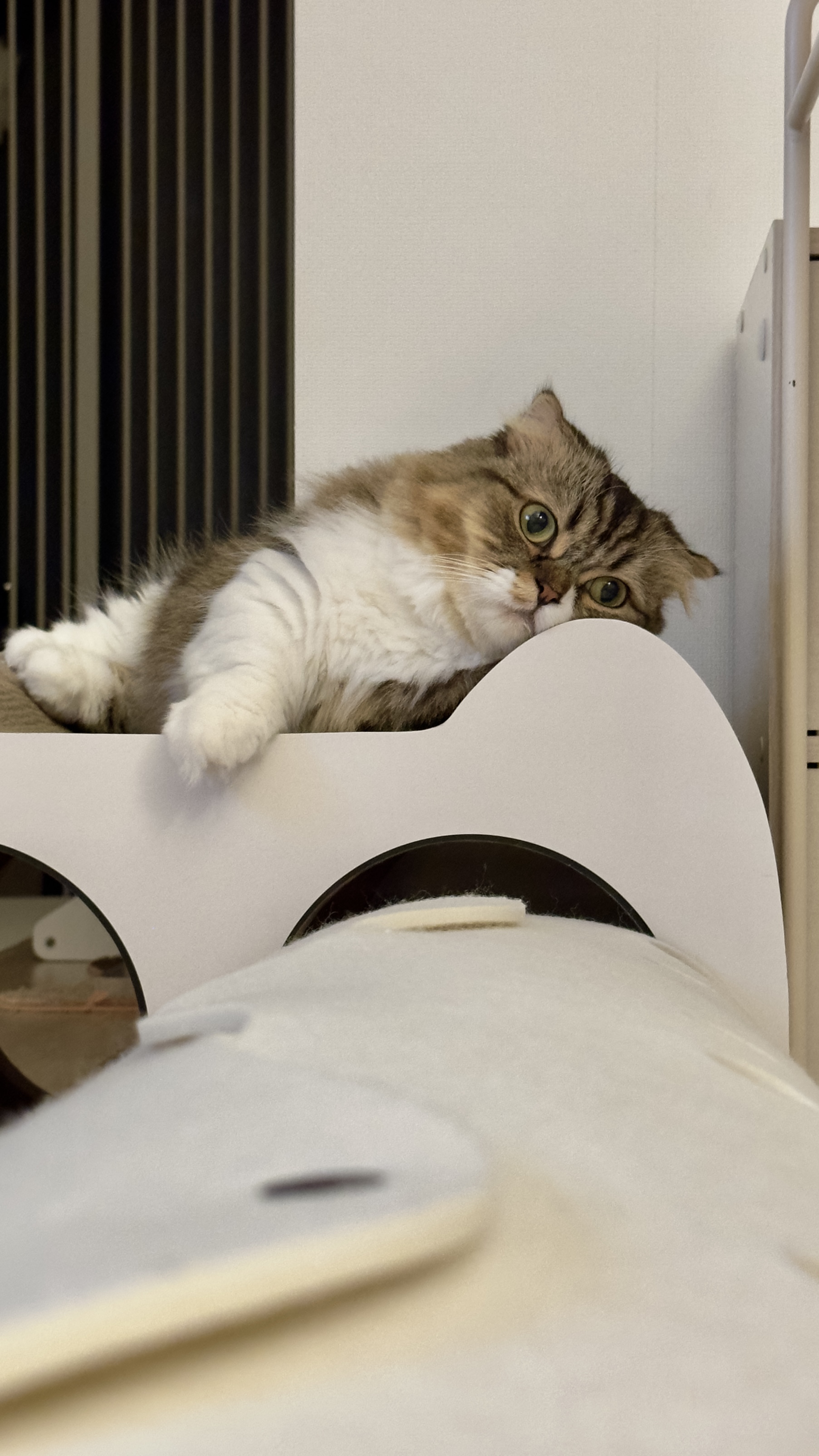 후추(구 태주) 정식 입양 세달 후기