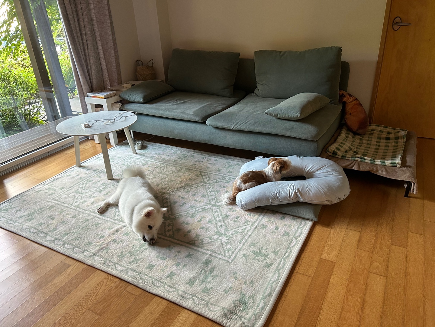 '아람이'의 임보 일주일 차